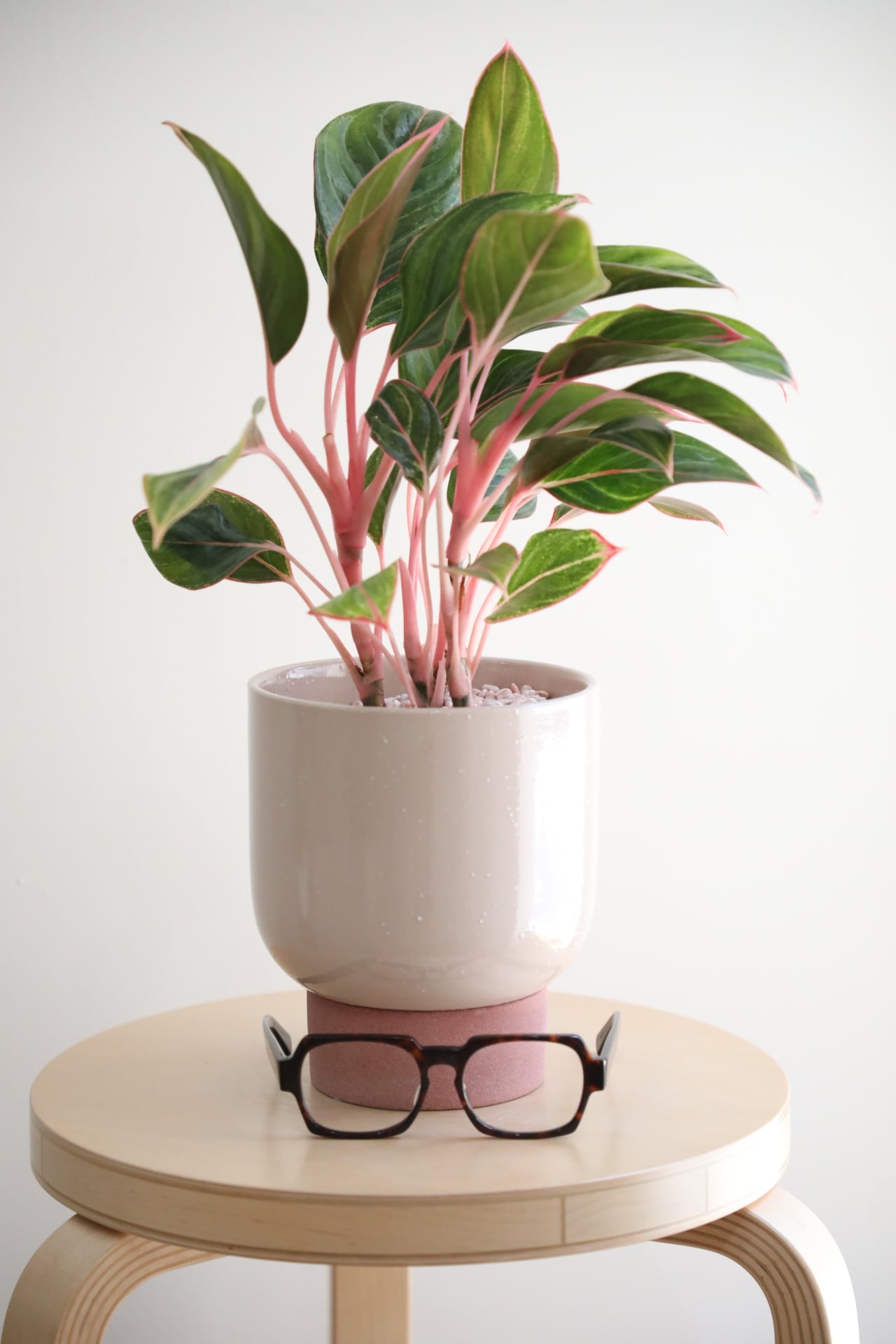 アグラオネマ M】【希少】アグラオネマ モンコンファイ/Aglaonema | 【厳選植物・器