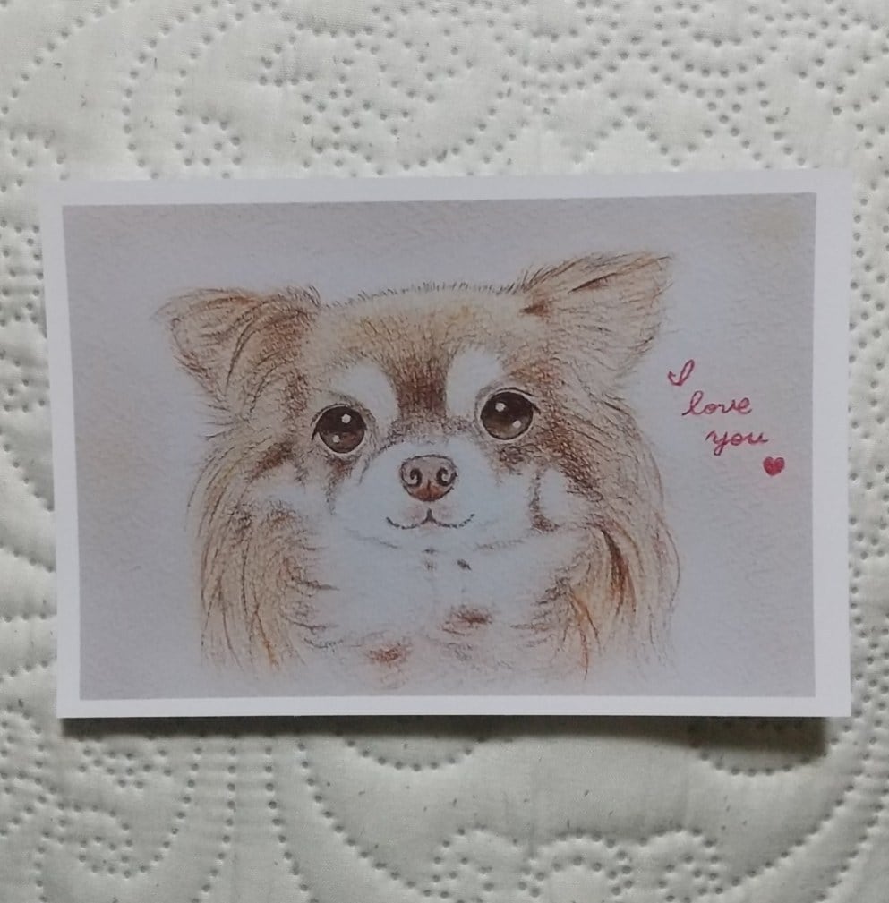犬の絵のポストカード（メッセージ入り）5枚セット」 | cocoloya