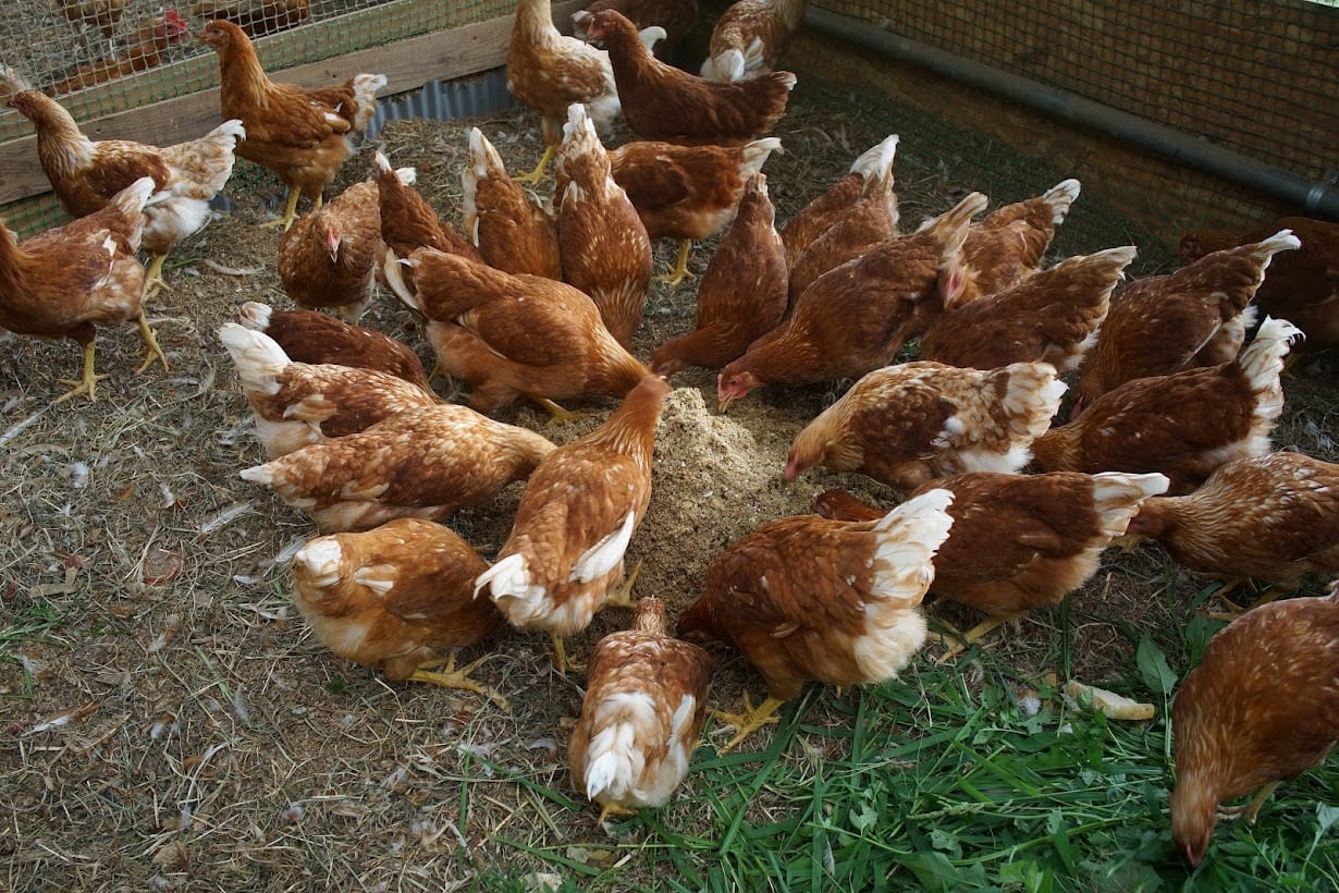 平飼い卵 30個【定期便】 | 鶏の楽園♪コッコパラダイス