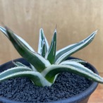 Agave victoriae-reginae 'Setsuzan'【雪山】