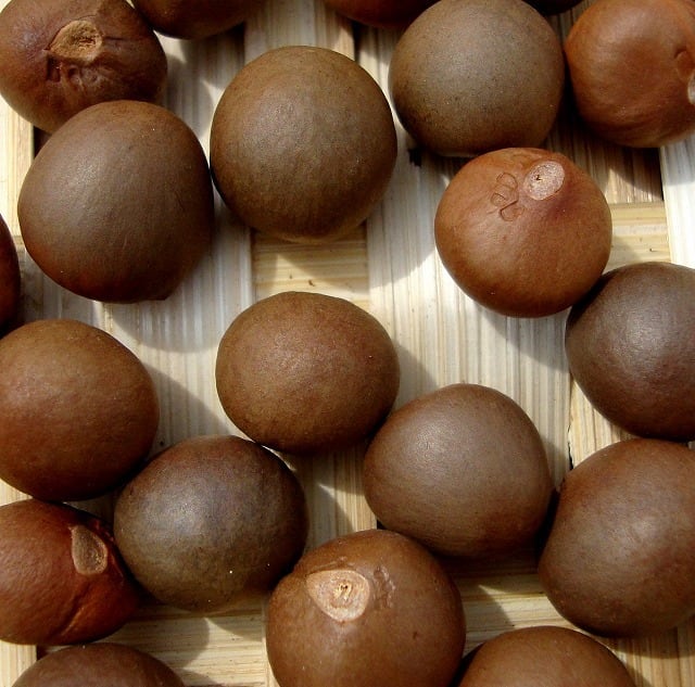 茶の実 小・中 20g | 木の実通販の shop.木の実