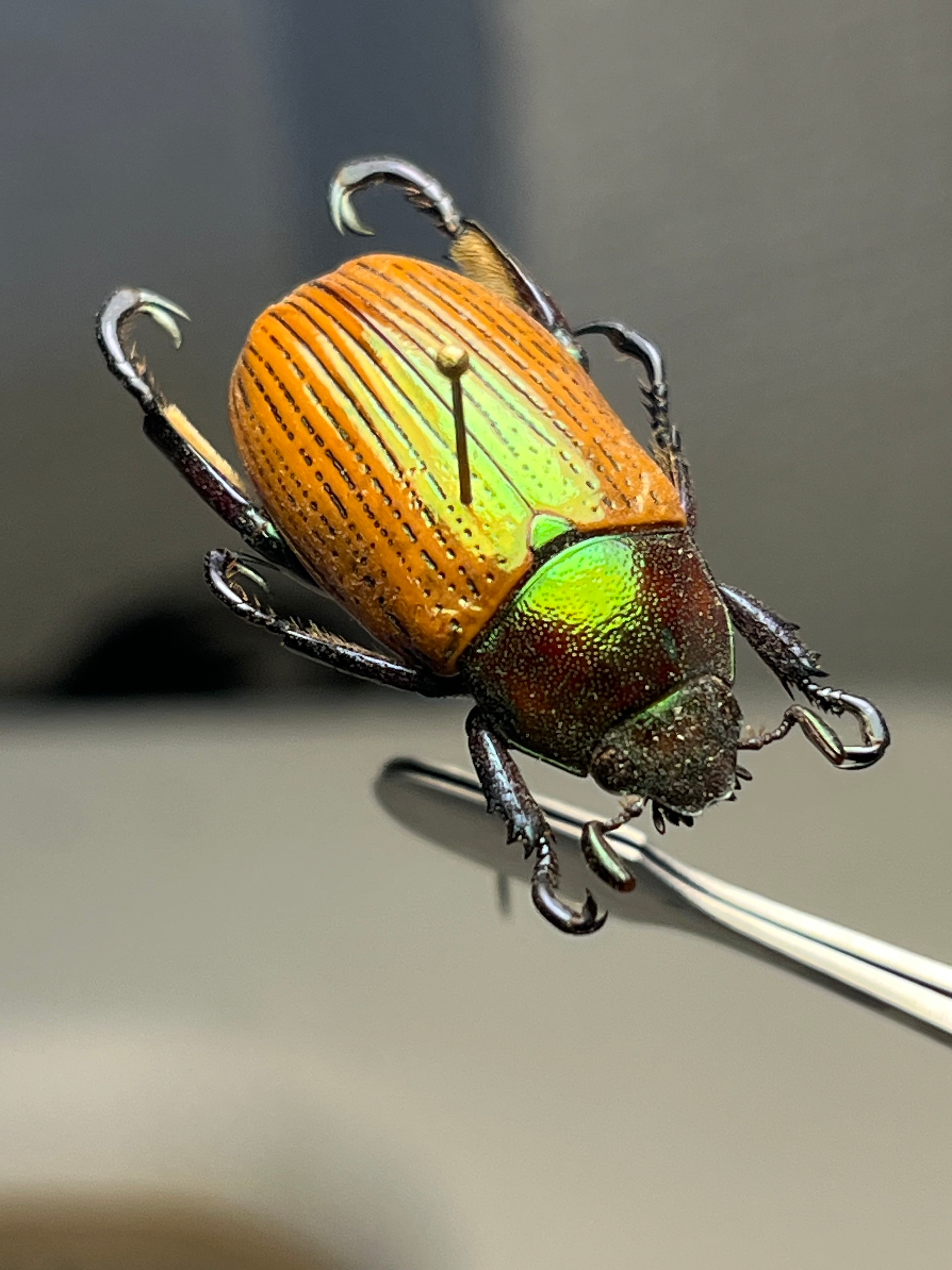 Pelidnota sanctijacobi プラチナコガネ 標本 Epichalcoplethis