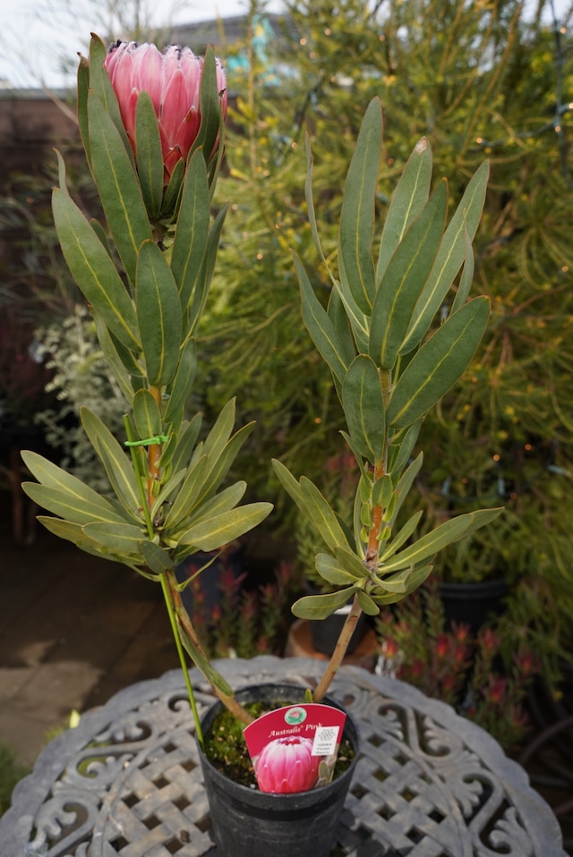 プロテア　オーストラリスピンク①