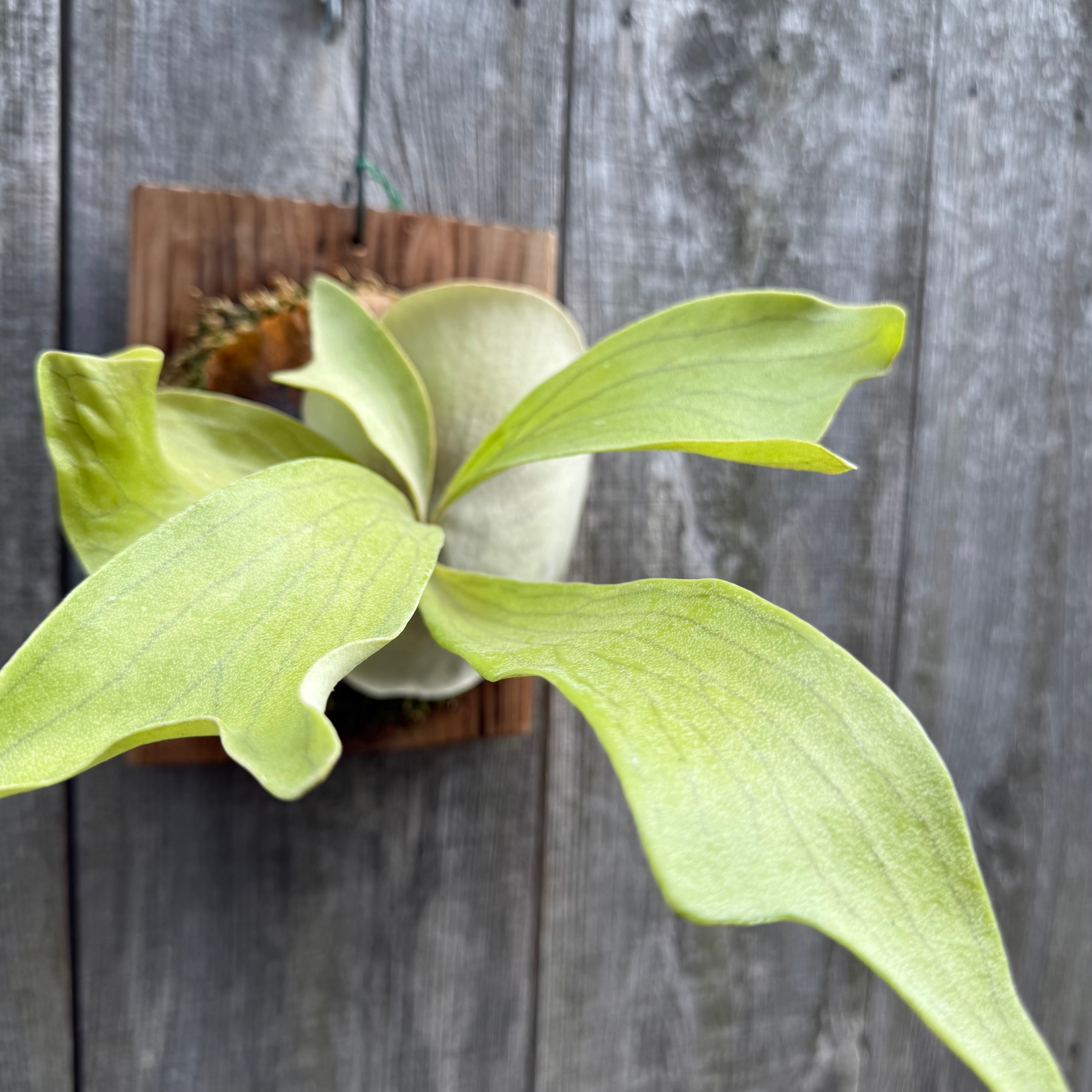 P.hillii Kylin (from Yot) | naturefix
