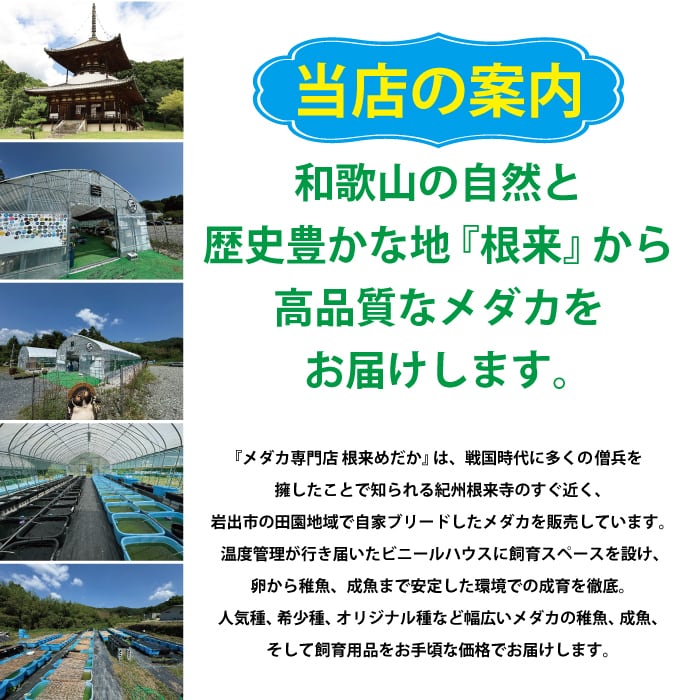 根来めだかオリジナル横見ケース（背面クリア仕様）【送料込・生体以外同梱可】