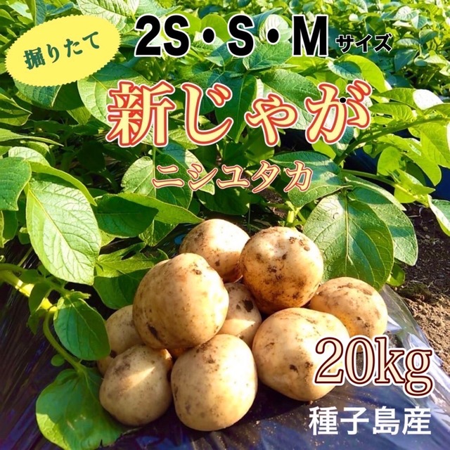 新じゃが 2S〜M 20kg(箱別) 画像