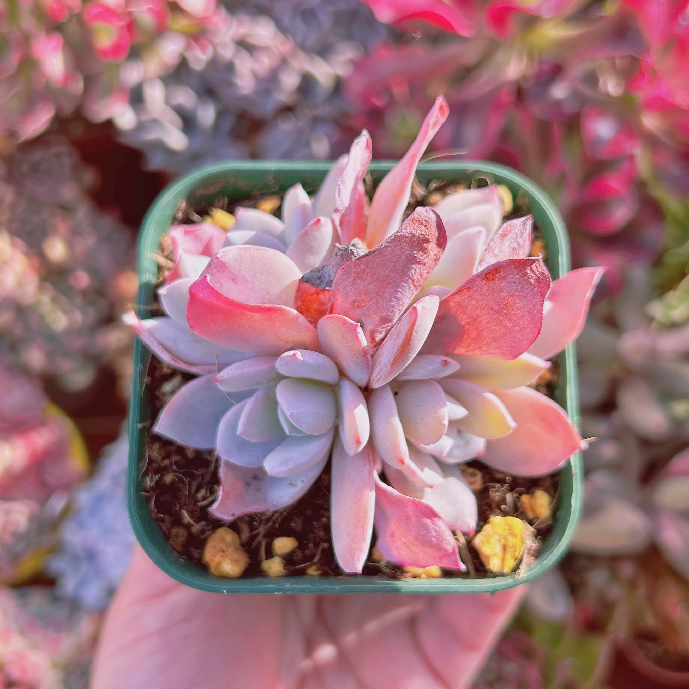 #563現物　多肉植物　カンテxラウイ　抜き苗