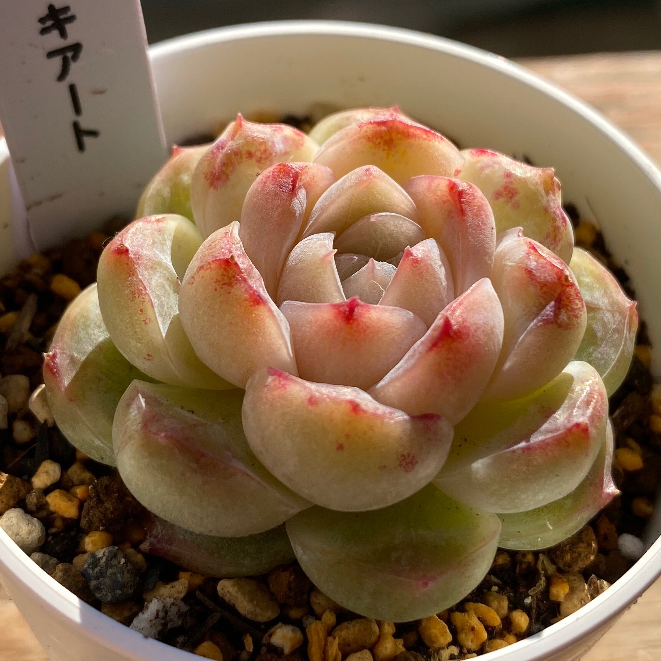 ハオルチア ロックウッディ Haworthia lockwoodii 2苗 【公式通販】