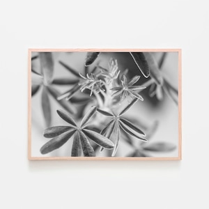 ピンク色の光と植物 / アートポスター 植物 写真 2L〜 カラー 白黒 アートプリント 横向き 自然 観葉植物