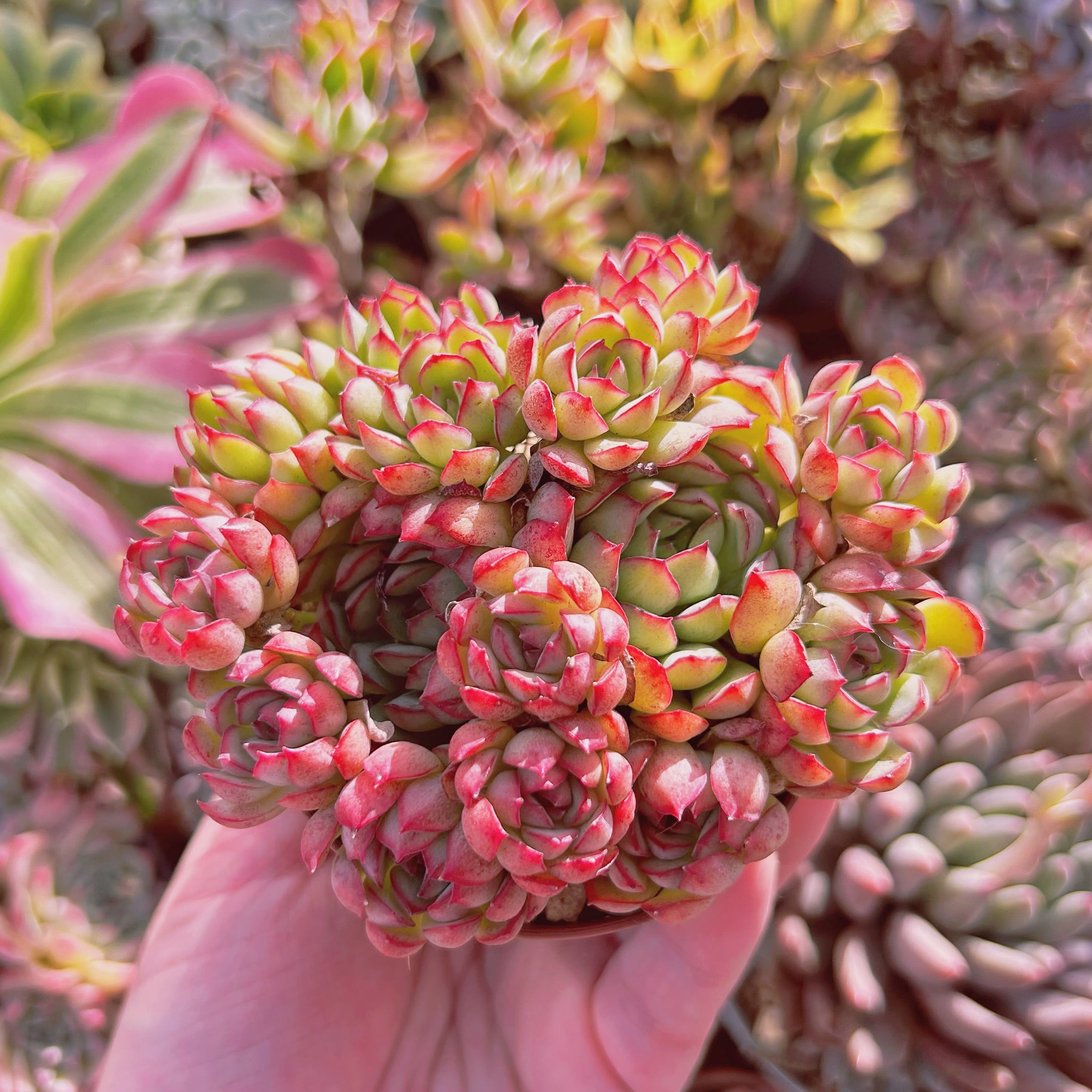 多肉植物　Echeveria  ドリームローズ　5～8頭　大群生
