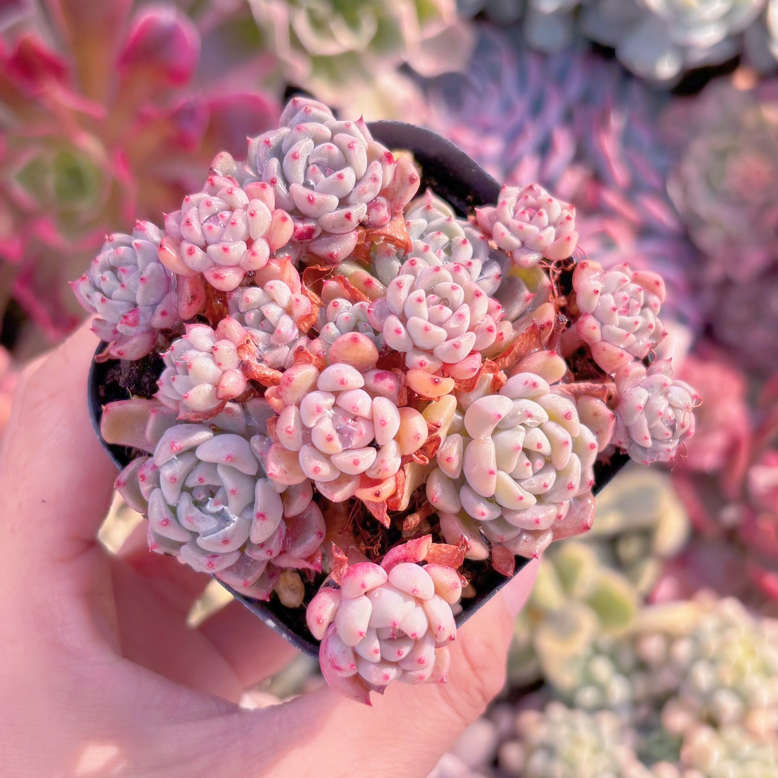 現品　ピンクバブル#2010　るる農園