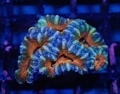 CareFragBreed Lordhowensis Ultra 2