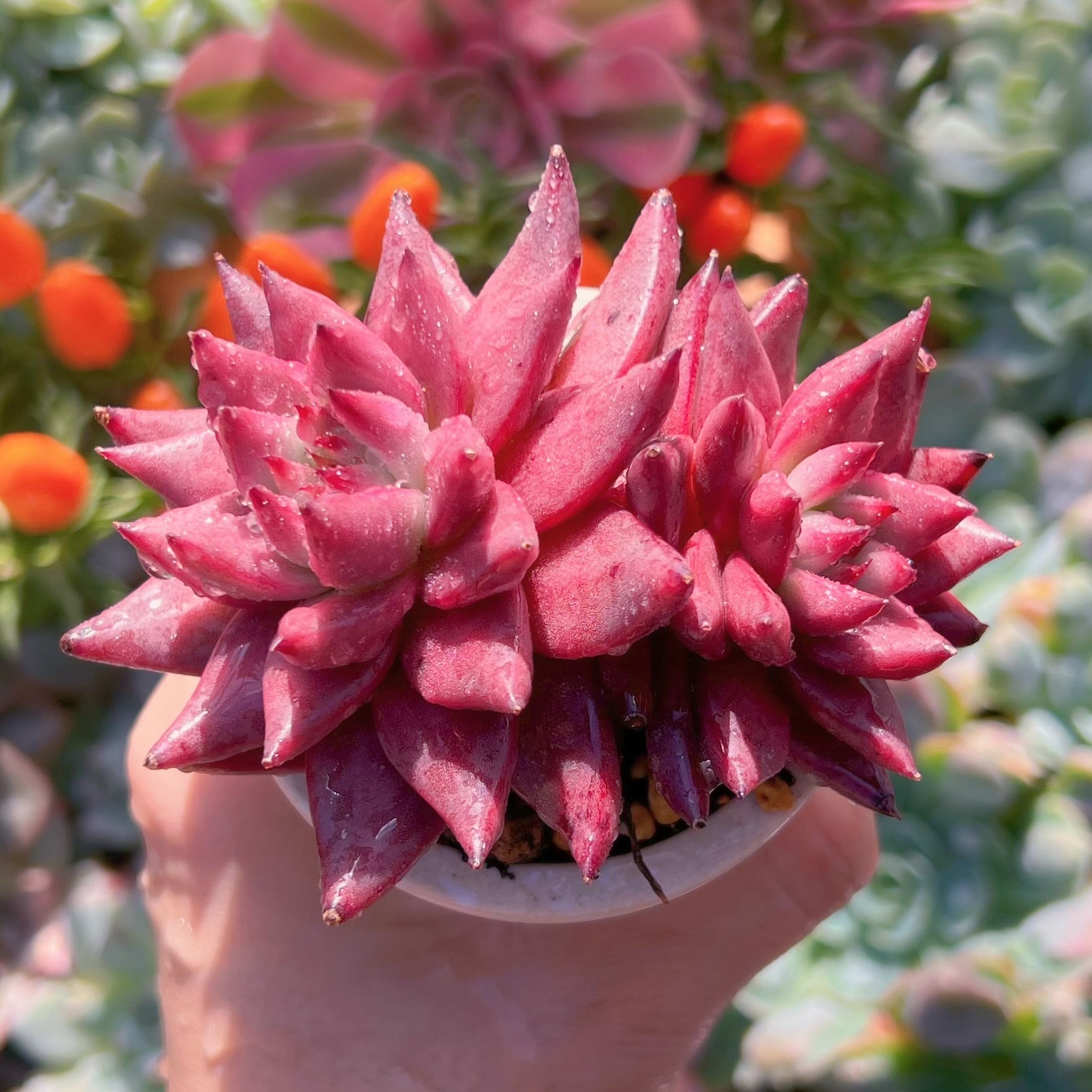 多肉植物 ロメオ(群生) 新入荷 るる農園 | るる農園~多肉植物専門