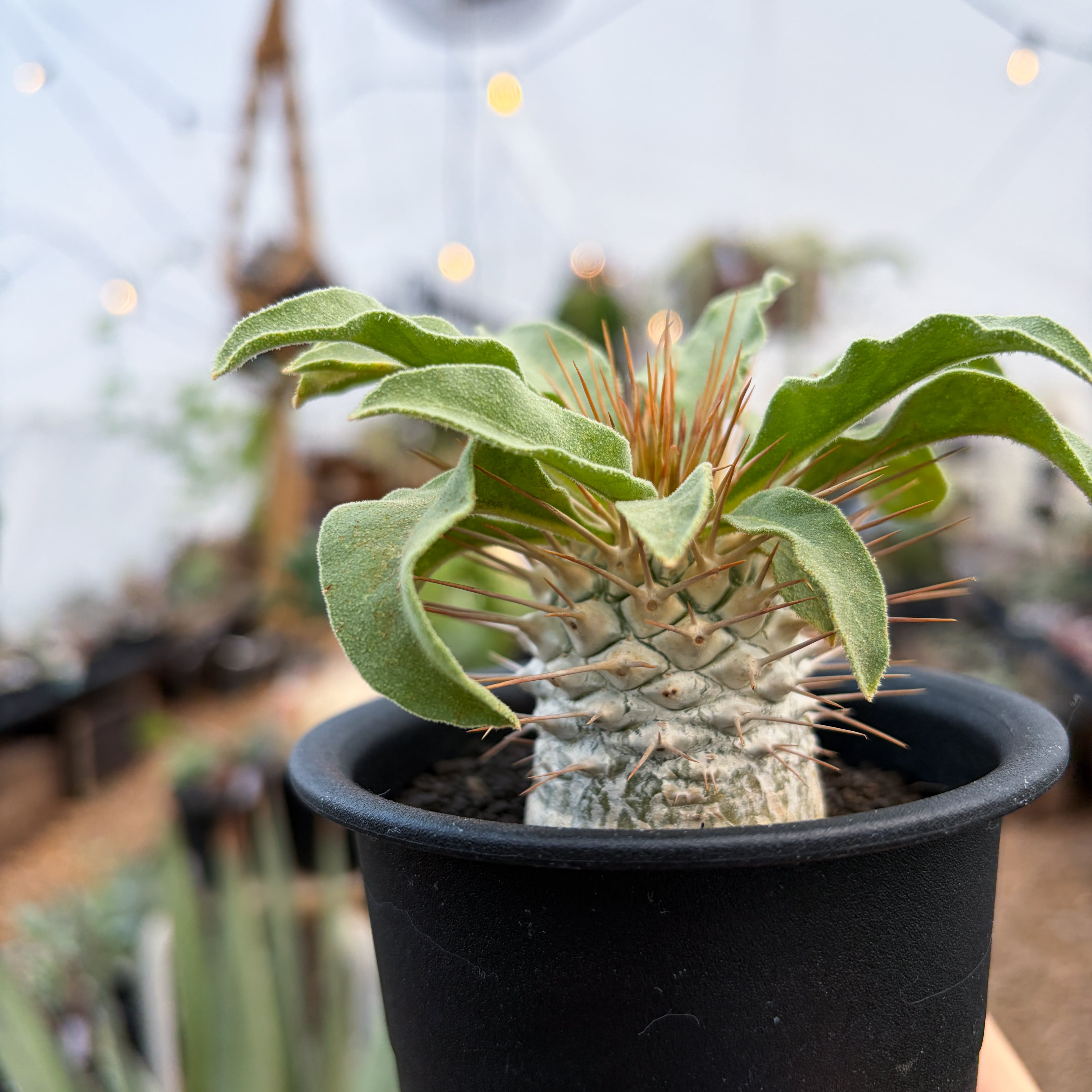Pachypodium namaquanum【パキポディウム・ナマクアナム・光堂・実生