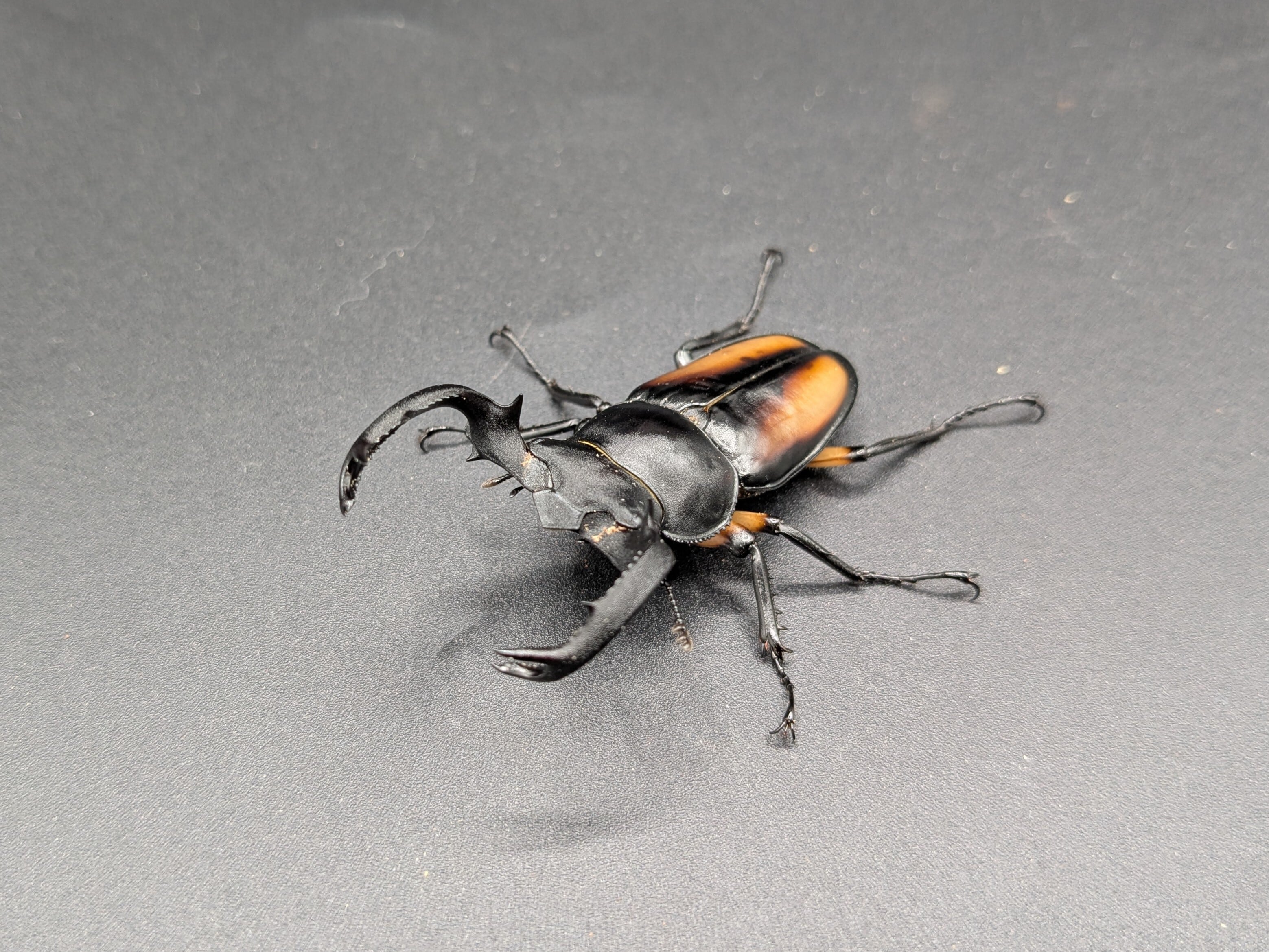 カワノイシカ ♂50mm ♀フリー♀フリー トリオ