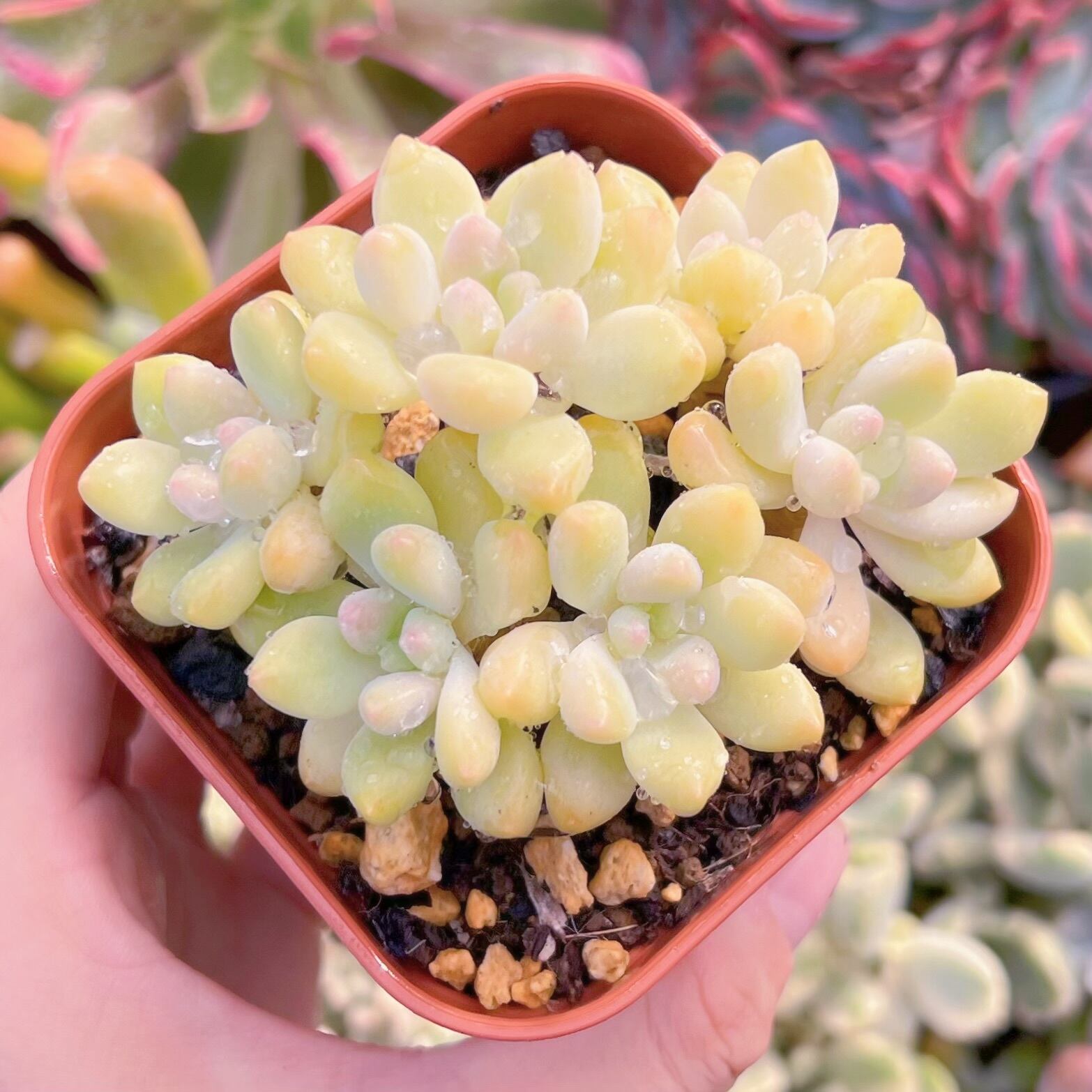 現品　ホワイトケーキ#1900　古株　るる農園