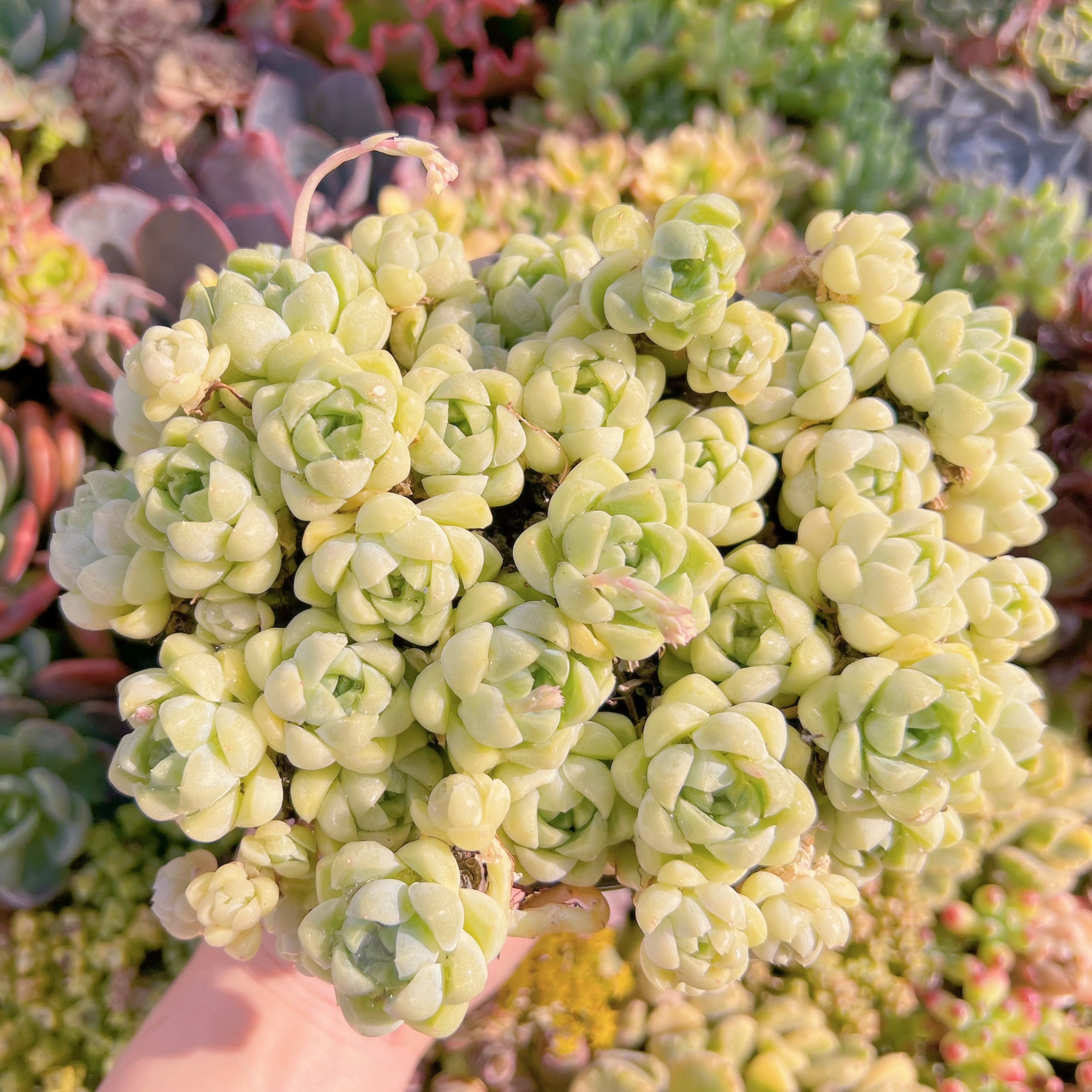 現品　白月影#M225   大群生　新入荷　るる農園