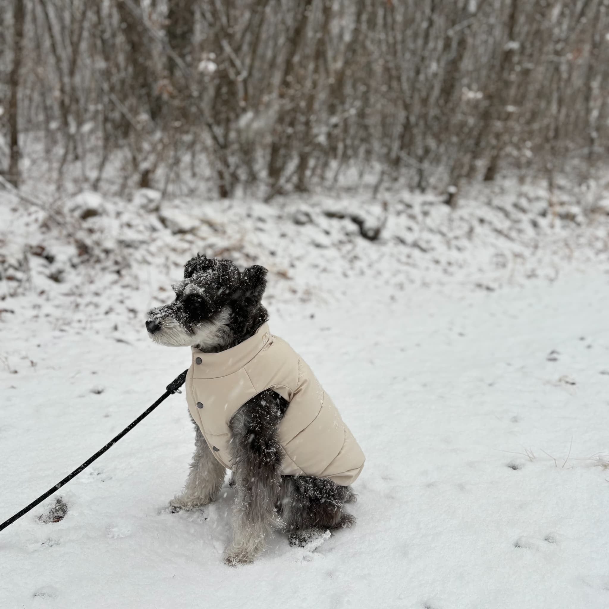 【MAX BONE】ARABELLA PUFFER VEST 犬用　ダウン Dog Puffer Vest Sleeveless | maxbone