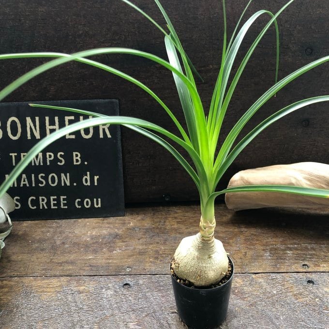 ミニ ポニーテール】 トックリラン ノリナ 観葉植物 おしゃれ | 植物の