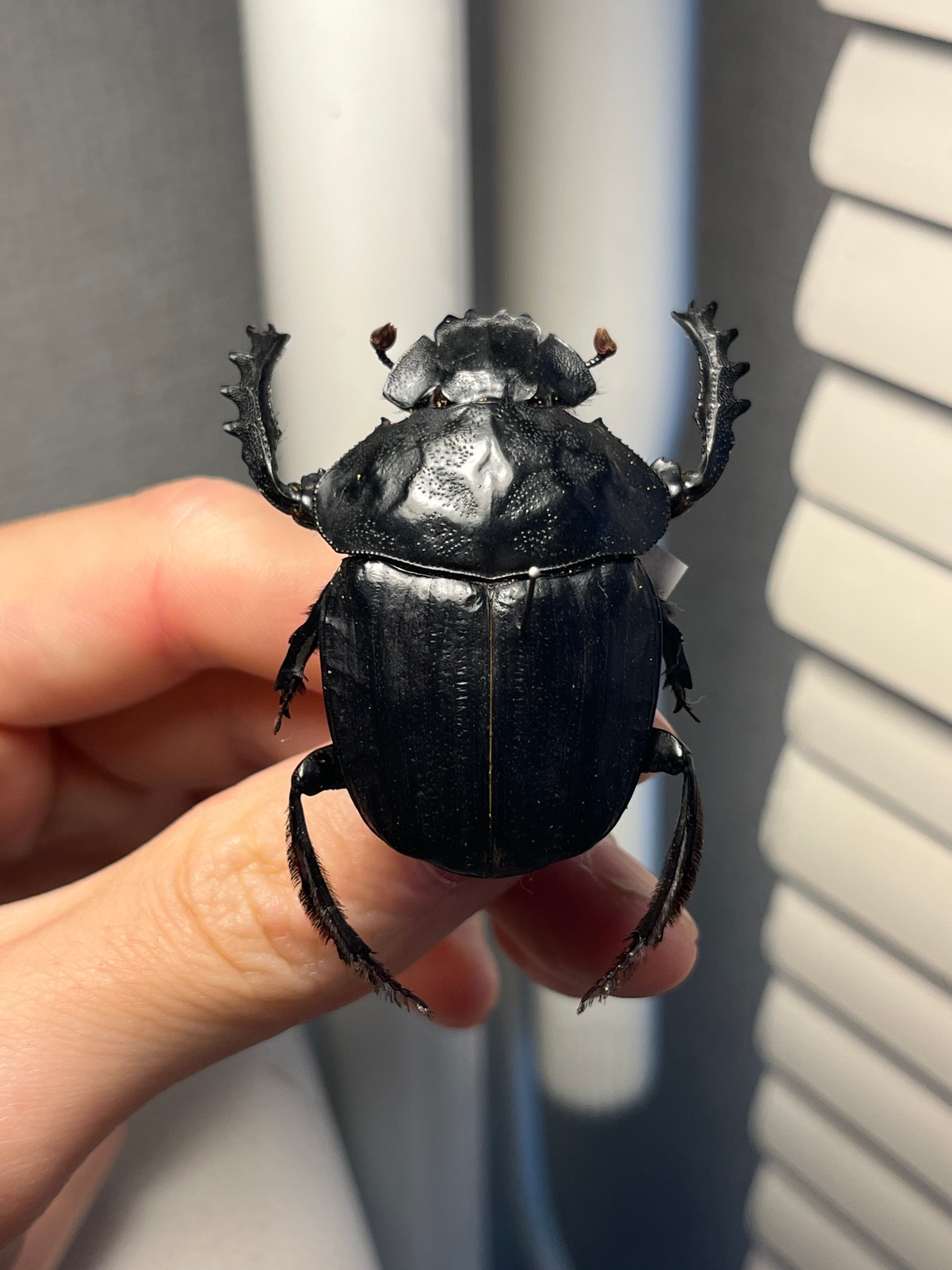 属内2位】スネブトタマオシコガネ スカラベ糞虫フンチュウ昆虫標本
