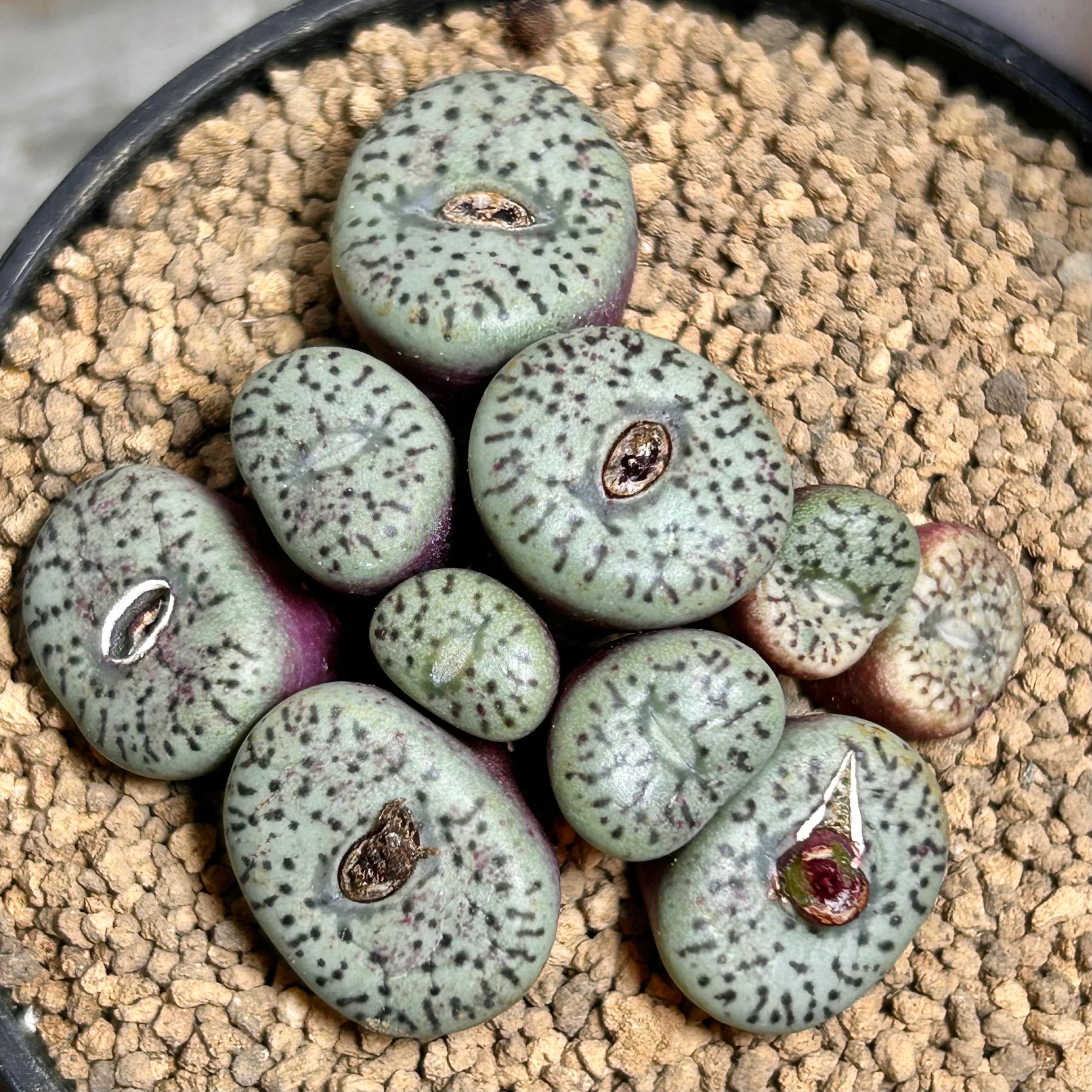 ミニマム ウィッテベルゲンセ 実生 コノフィツム | RuPo 多肉植物専門店