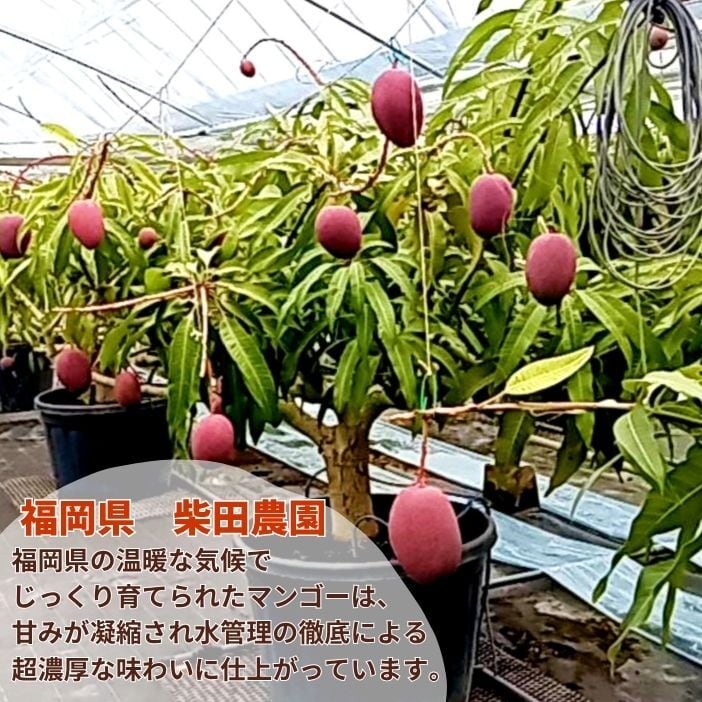 8/11⑦　完熟マンゴー　２品種　クール便 期間限定大特価！】厳選品！大玉2L以上の2玉 柴田農園の濃厚完熟