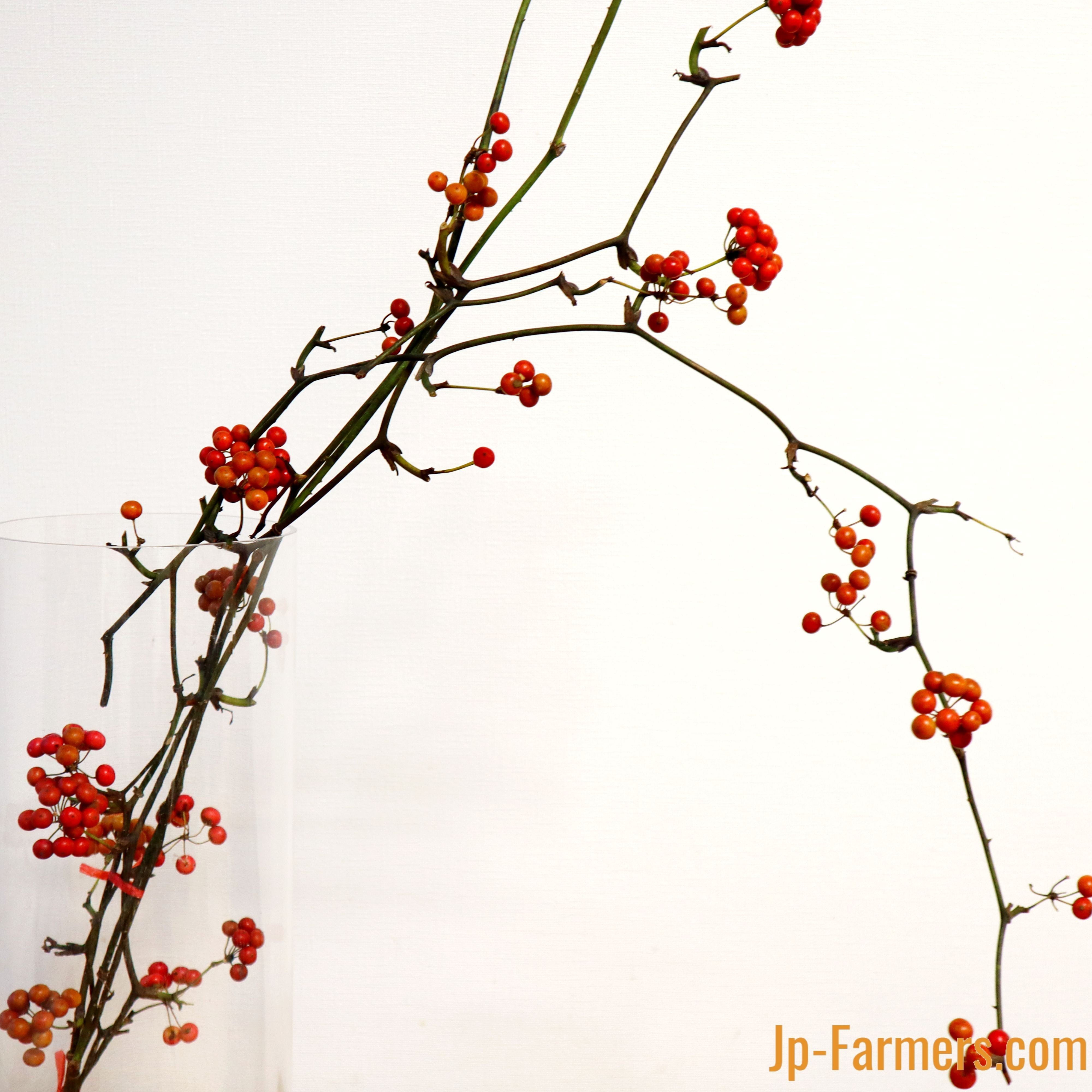 クリスマスの赤い実 サンキライ 1束 | 新鮮お花問屋 Jp-Farmers.com