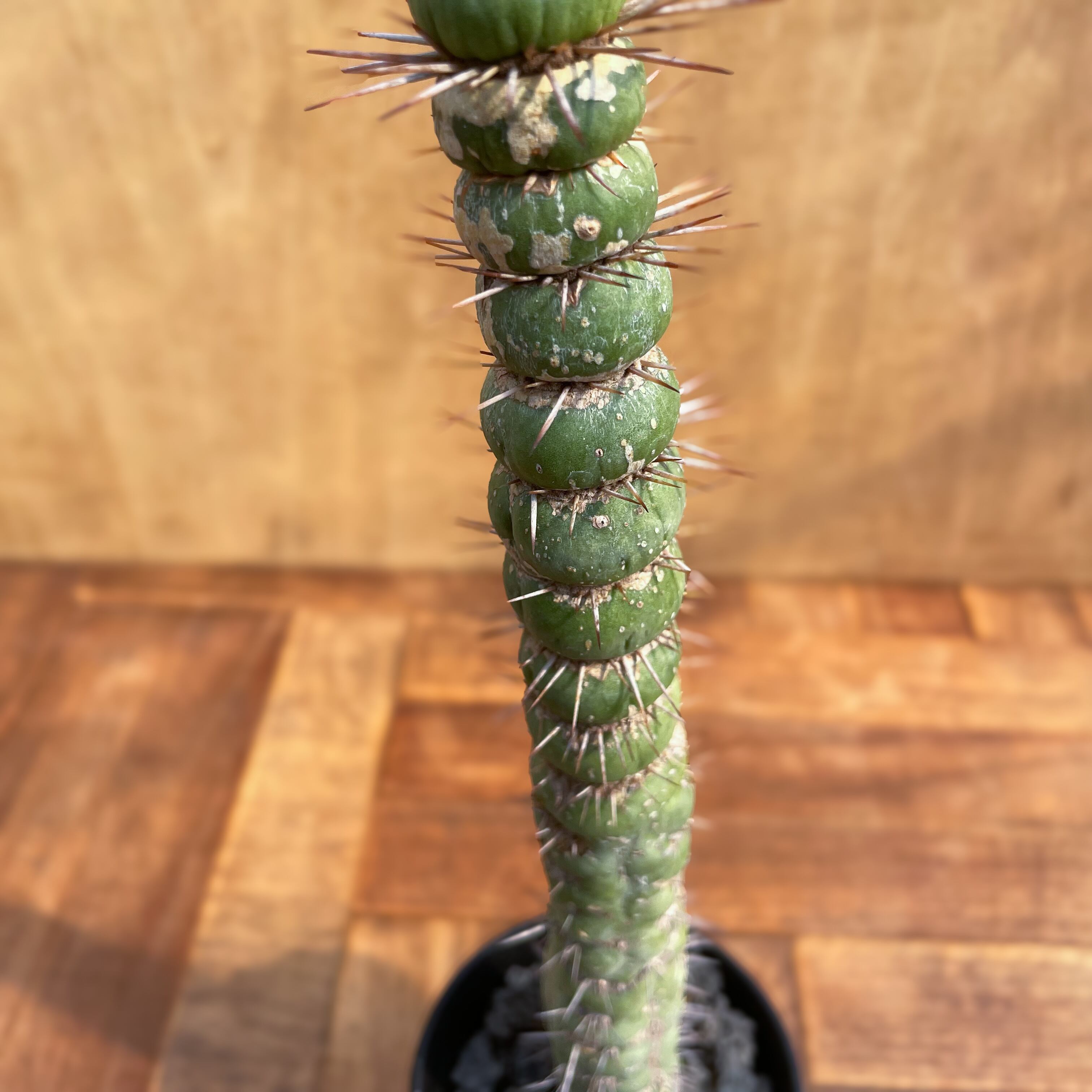 Eulychnia castanea f. spiralis 【ユーリキニア・カスタネア