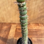 Eulychnia castanea f. spiralis 【ユーリキニア・カスタネア スピラリス】
