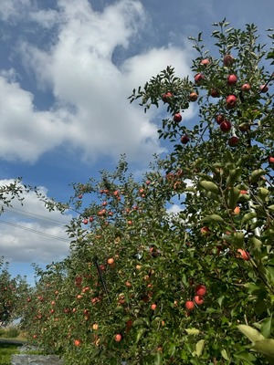 葉取らずサンふじ家庭用　2kg