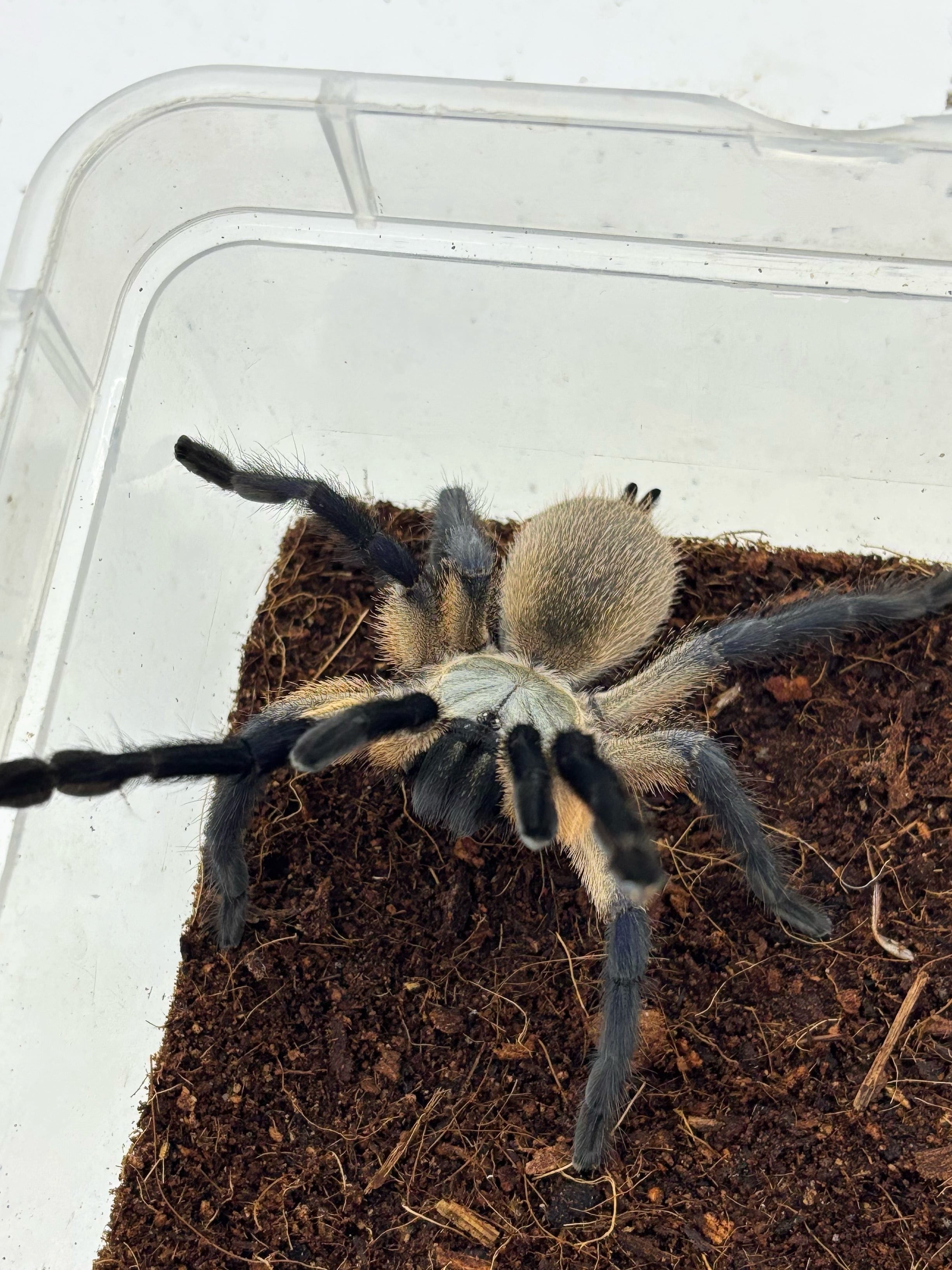 ソコトラアイランドブルーバブーン Monocentropus balfouri 1匹 | まる