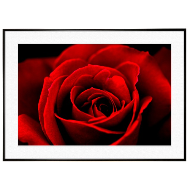 花写真 赤いバラ(薔薇・レッドローズ)  インテリアアートポスター額装 AS2717