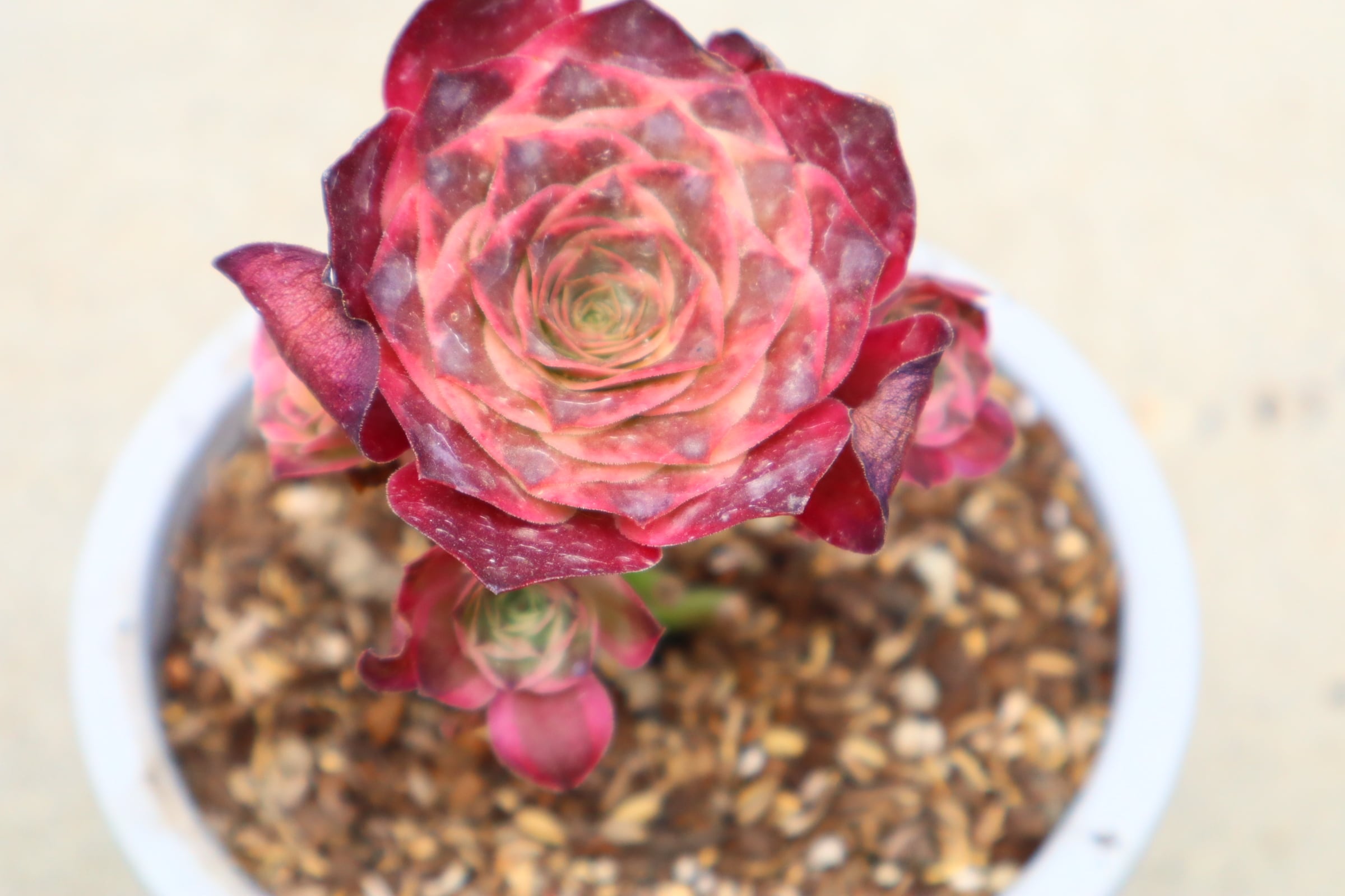 cd728eba1cdbf890cc7ccbb011b631