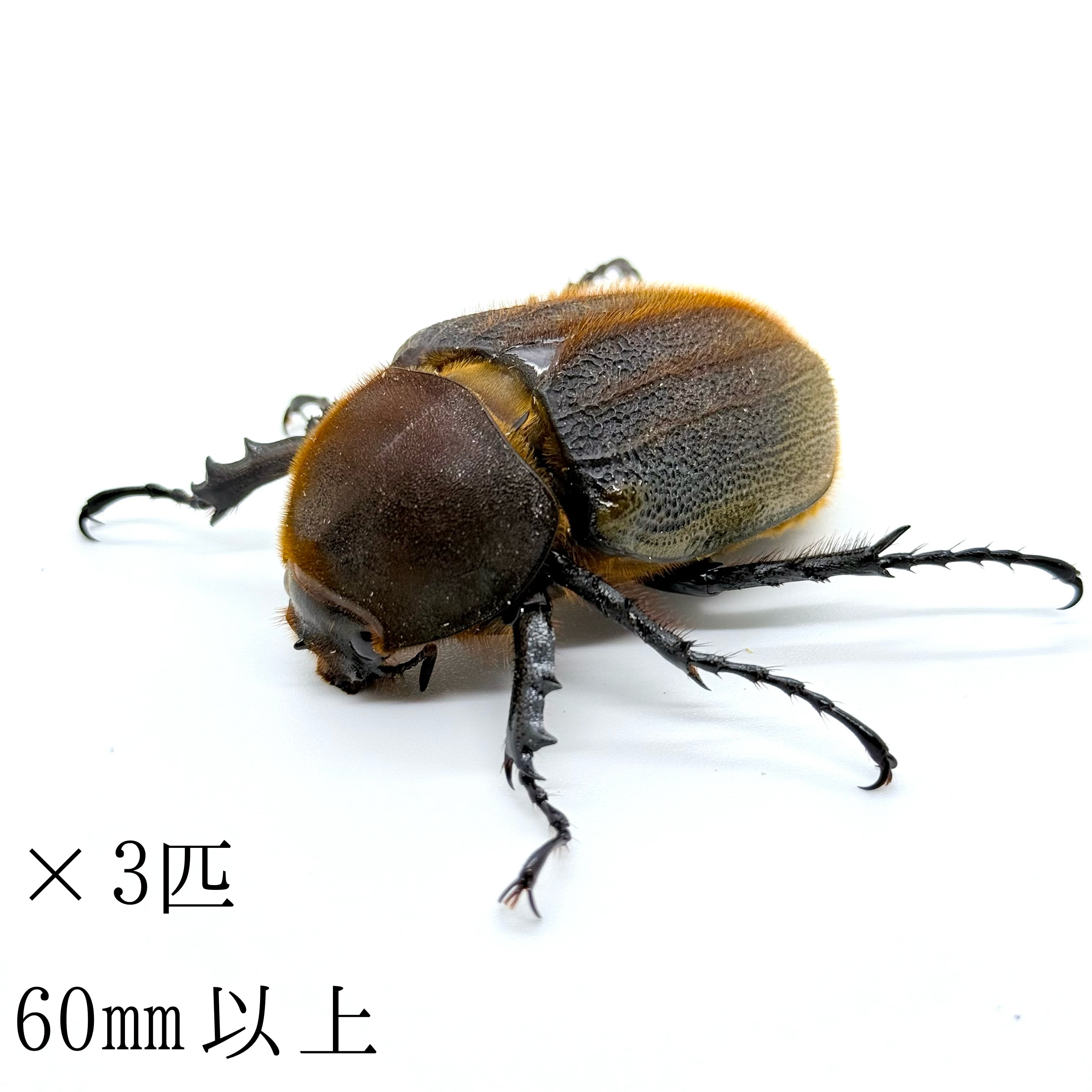 9】♂79mm国産オオクワガタ能勢YG血統 単品 大阪府能勢町産 | Pay ID