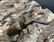 【WD】《ミヤマクワガタ 福島県産 ペア》