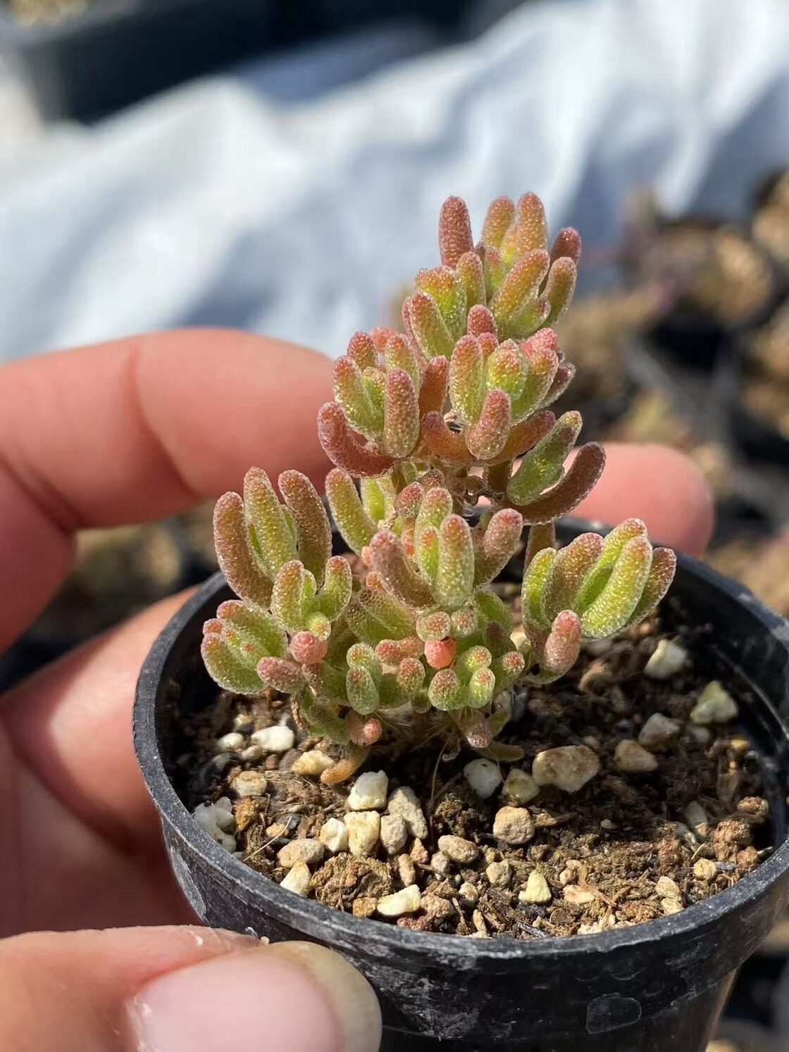 SALE❣️多肉植物 ドロサンテマム キラキラ 氷川 抜き苗 1株 | PAY ID