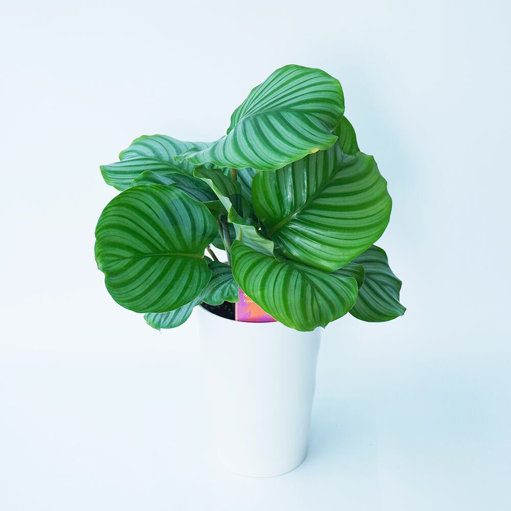 リビンググリーン カラテア オルビフォリア 6号 プラスチック鉢 送料込 よいはな Yoihana 最高品質のお花をお届けするネット通販