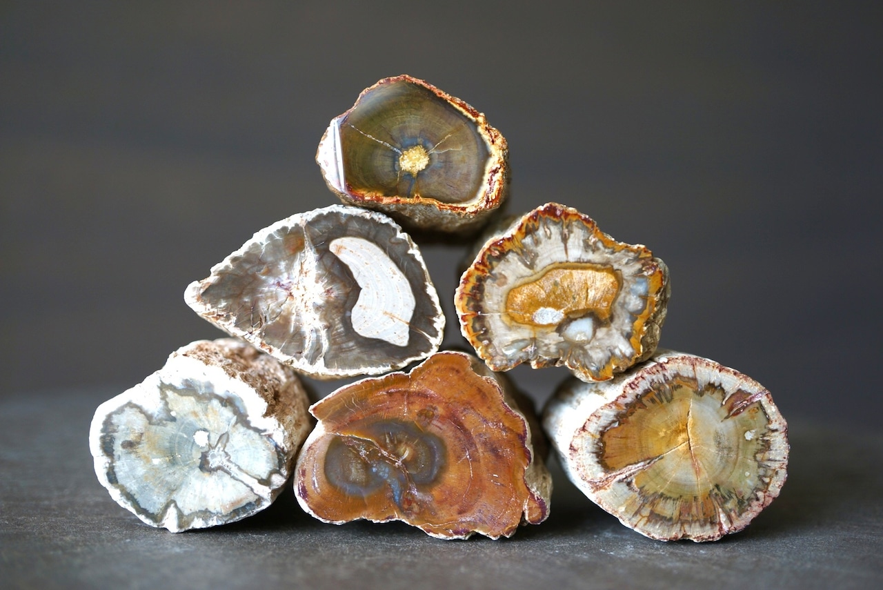 珪化木 ペトリファイドウッド Petrified Wood 1205~1210