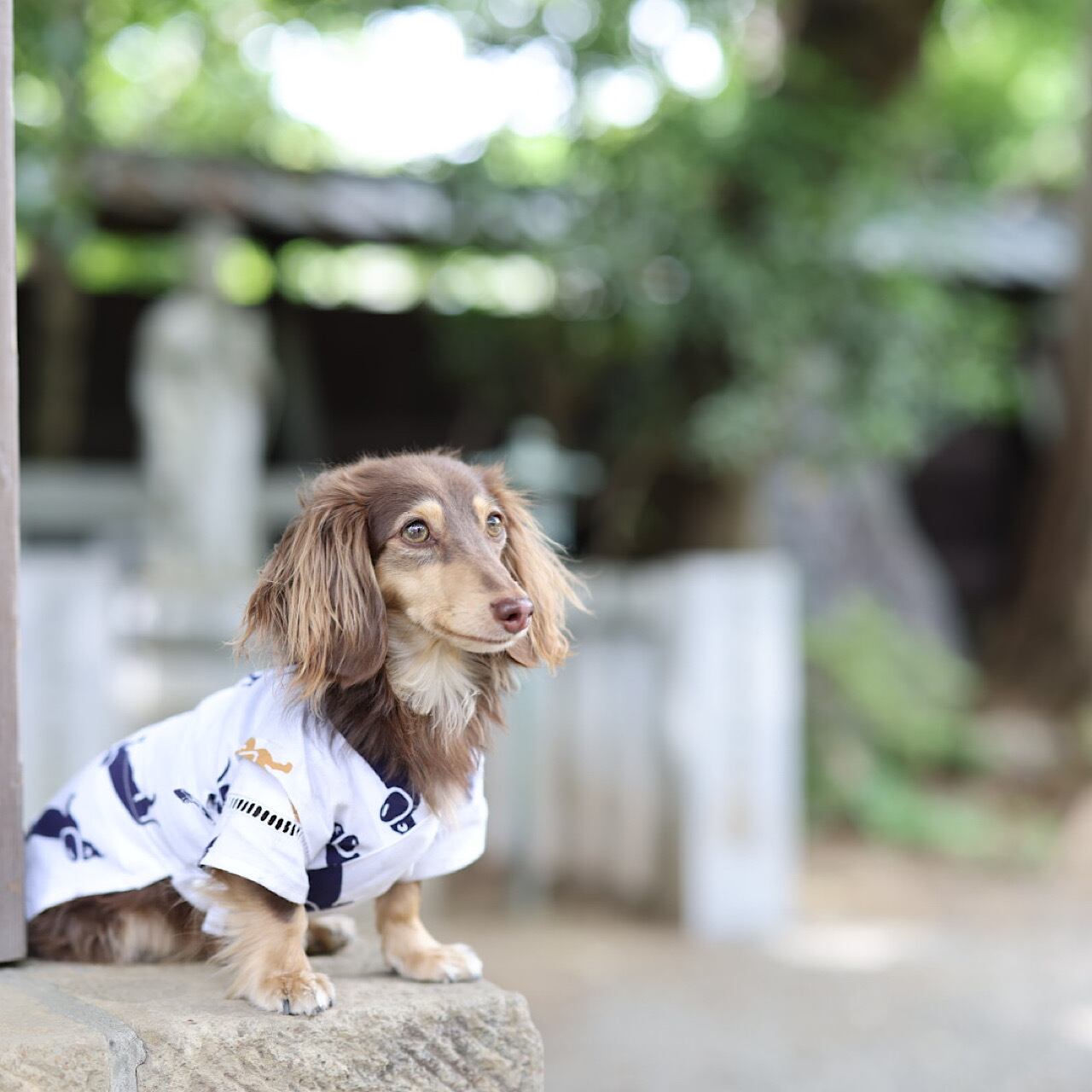 甚平 ダックス | カニンヘンダックスとミニチュアダックス専門のお洋服
