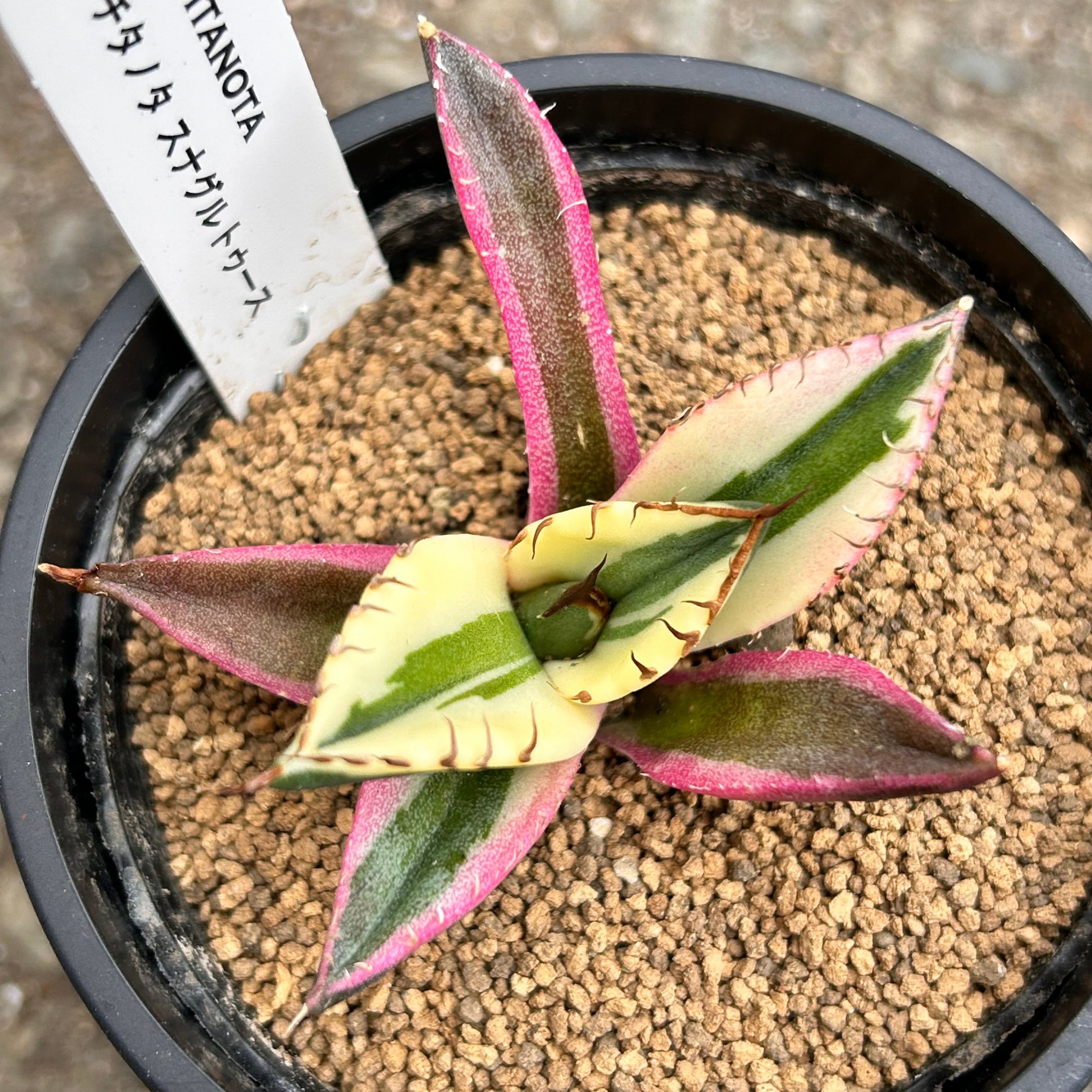 T)アガベ チタノタ スナグルトゥース | RuPo 多肉植物専門店