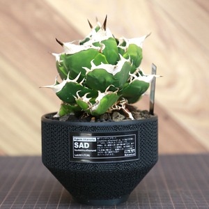 Agave titanota SAD (South Africa Diamond) アガベ チタノタ / 中株(3.5号鉢)/Lot.001