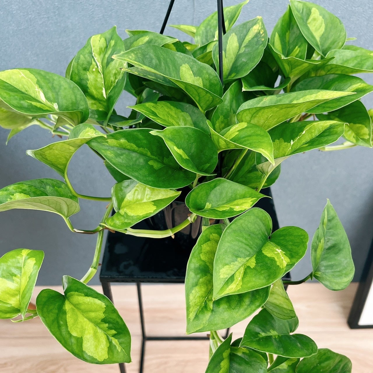 現品］【新品種】3番 ポトス グローバルグリーン 5号 観葉植物 斑入り