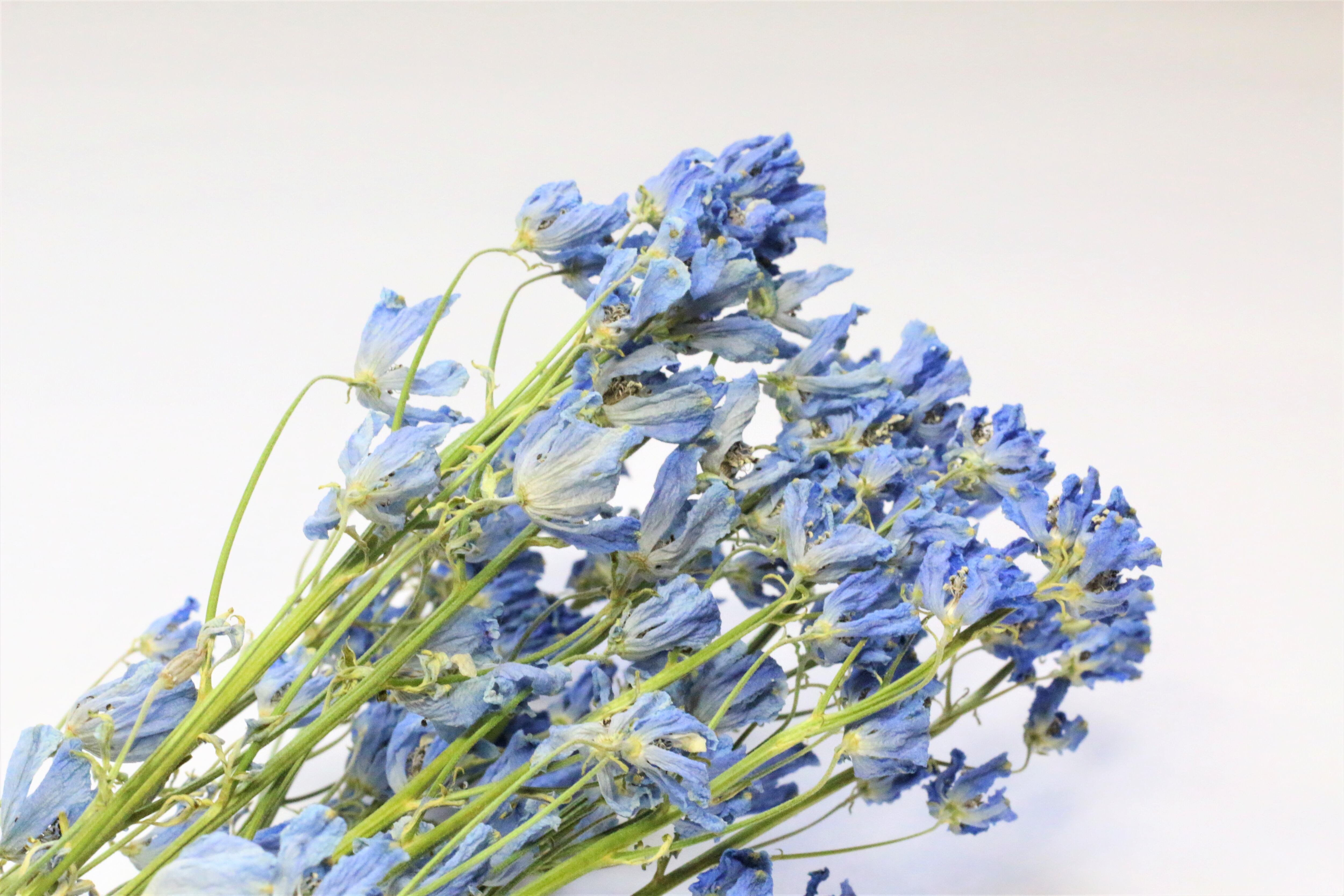デルフィニウム ライトブルー Watanabe Flower Farm Samiha