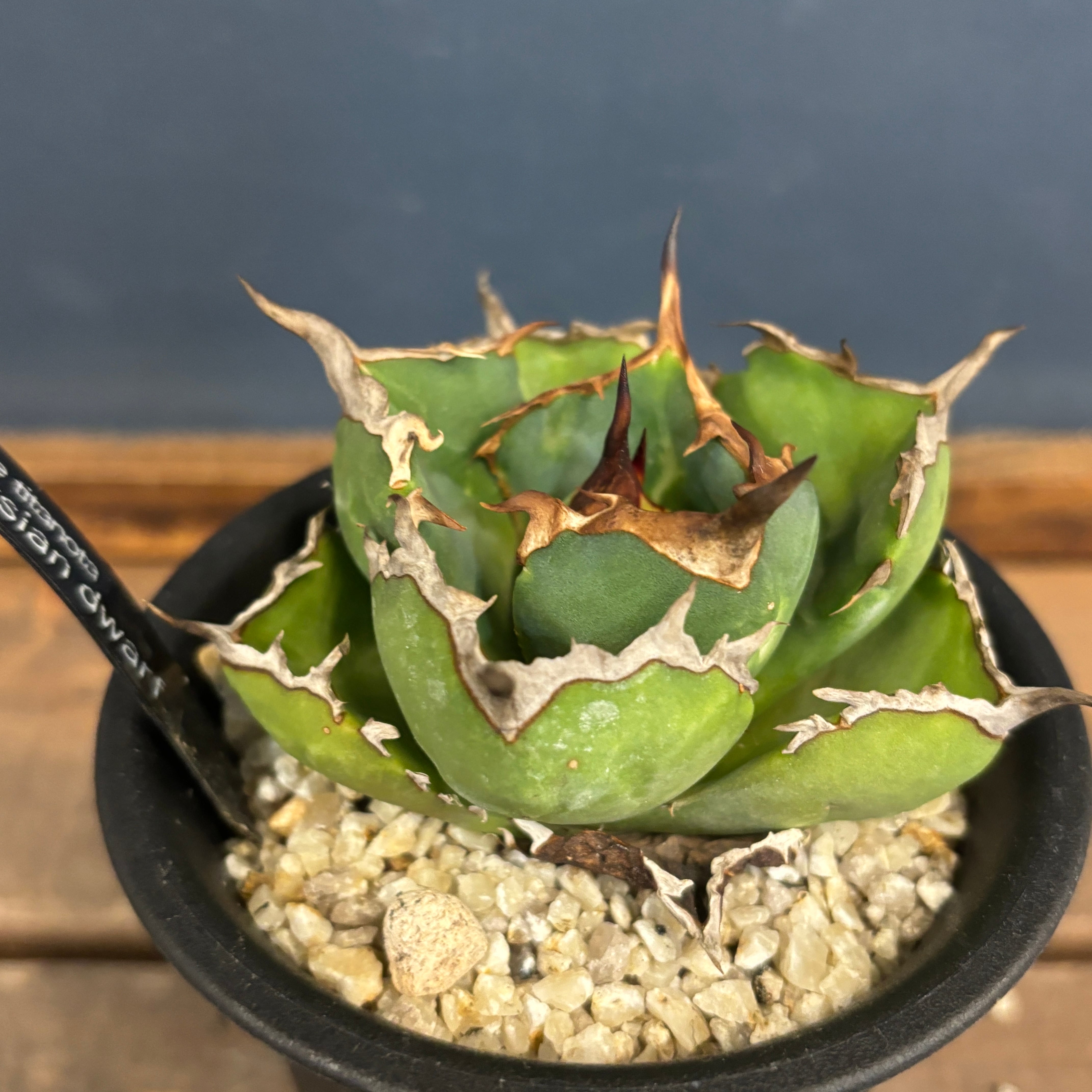 アガベ チタノタ ペルシアンドワーフ【113】 | PROTOLEAF プロトリーフ