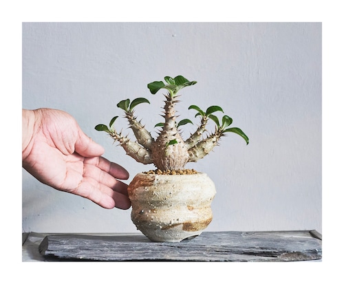 パキポディウムウィンゾリー Pachypodium windsorii パキポディウムウィンゾリー Pachypodium windsorii