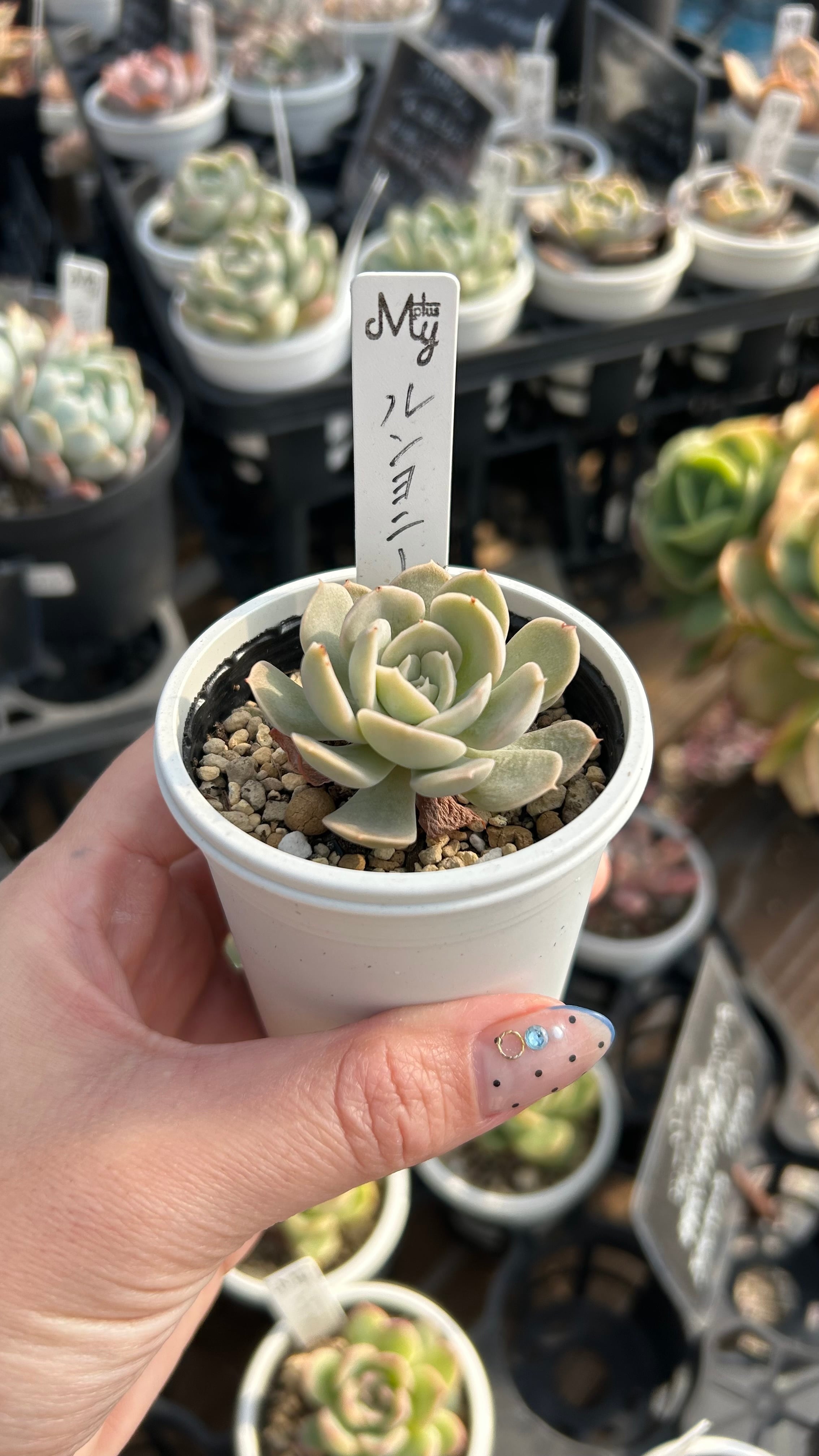 多肉植物　ルンヨニー　白い子セット ルンヨニー 多肉植物 エケベリア 安心の生産ポットそのまま販売（8個
