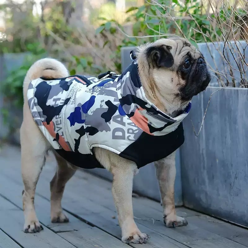 黒パグ様確認用 岐阜県のパグ｜女の子・2024/06/27生まれ・ブラック(黒)（子犬ID