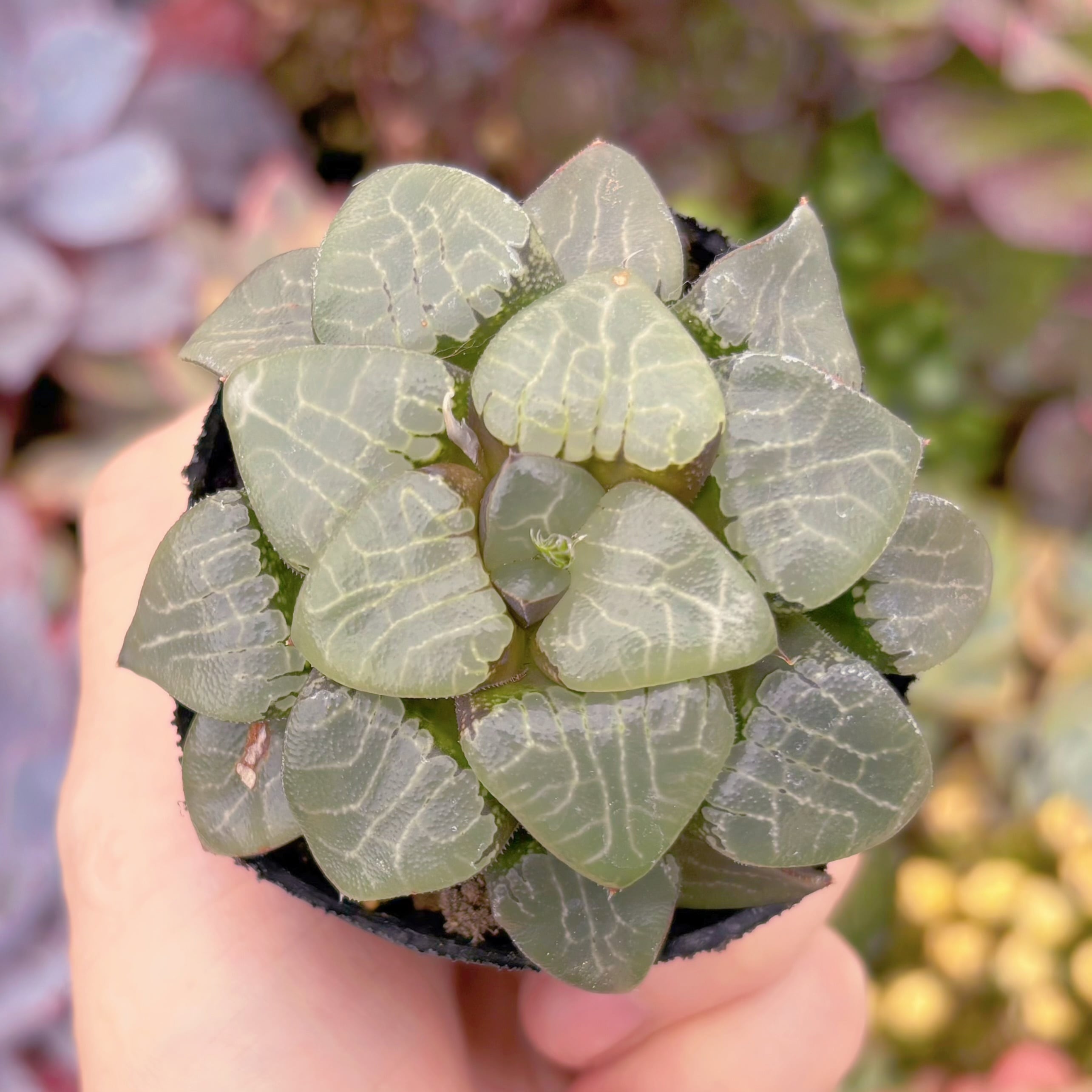 現品 ハオルチア月影寿#915 古株 るる農園 | るる農園~多肉植物専門