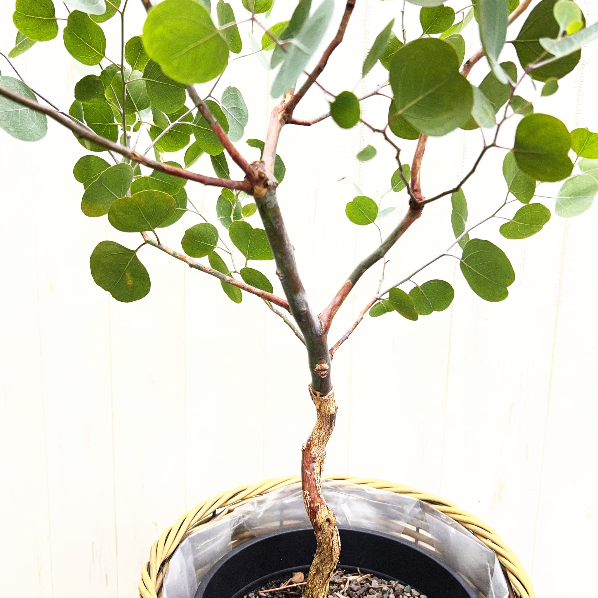 厳選樹形 幹太め ユーカリ ポポラス | PLANTS SHOP OLIVE