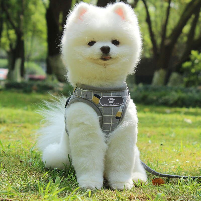 犬ハーネスリードセット おしゃれな犬服一体型 かわいい中型犬小型犬 ペット用品 夏用 リードハーネス犬ベルト 犬猫兼用 胴輪